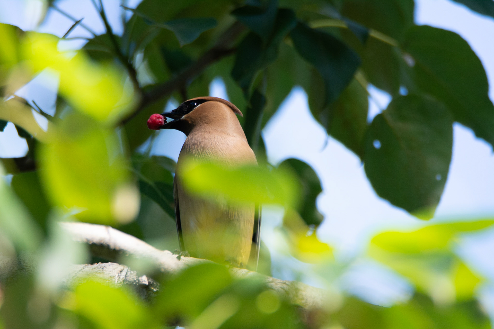 Cedar Waxwing