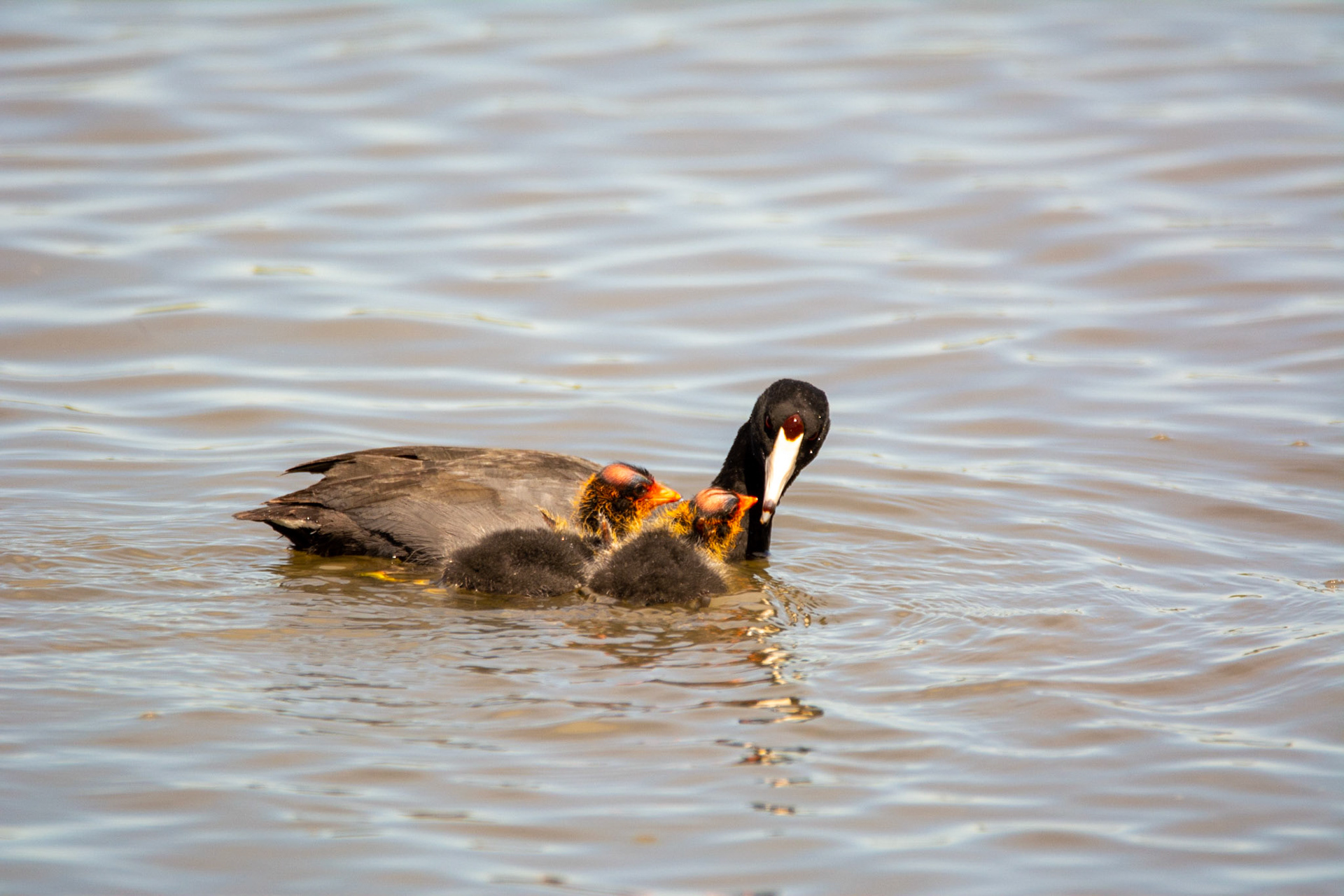 American Coot and Cootlings
