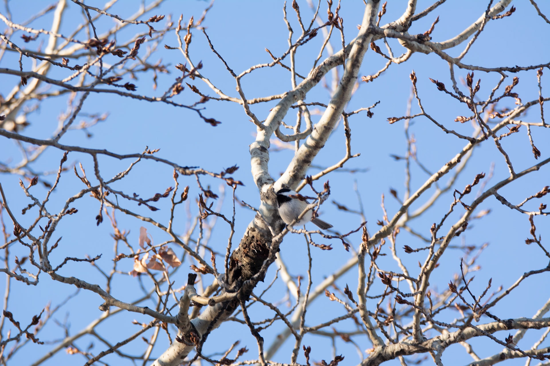 Black-capped Chickadee, Hawrelak Park, Edmonton