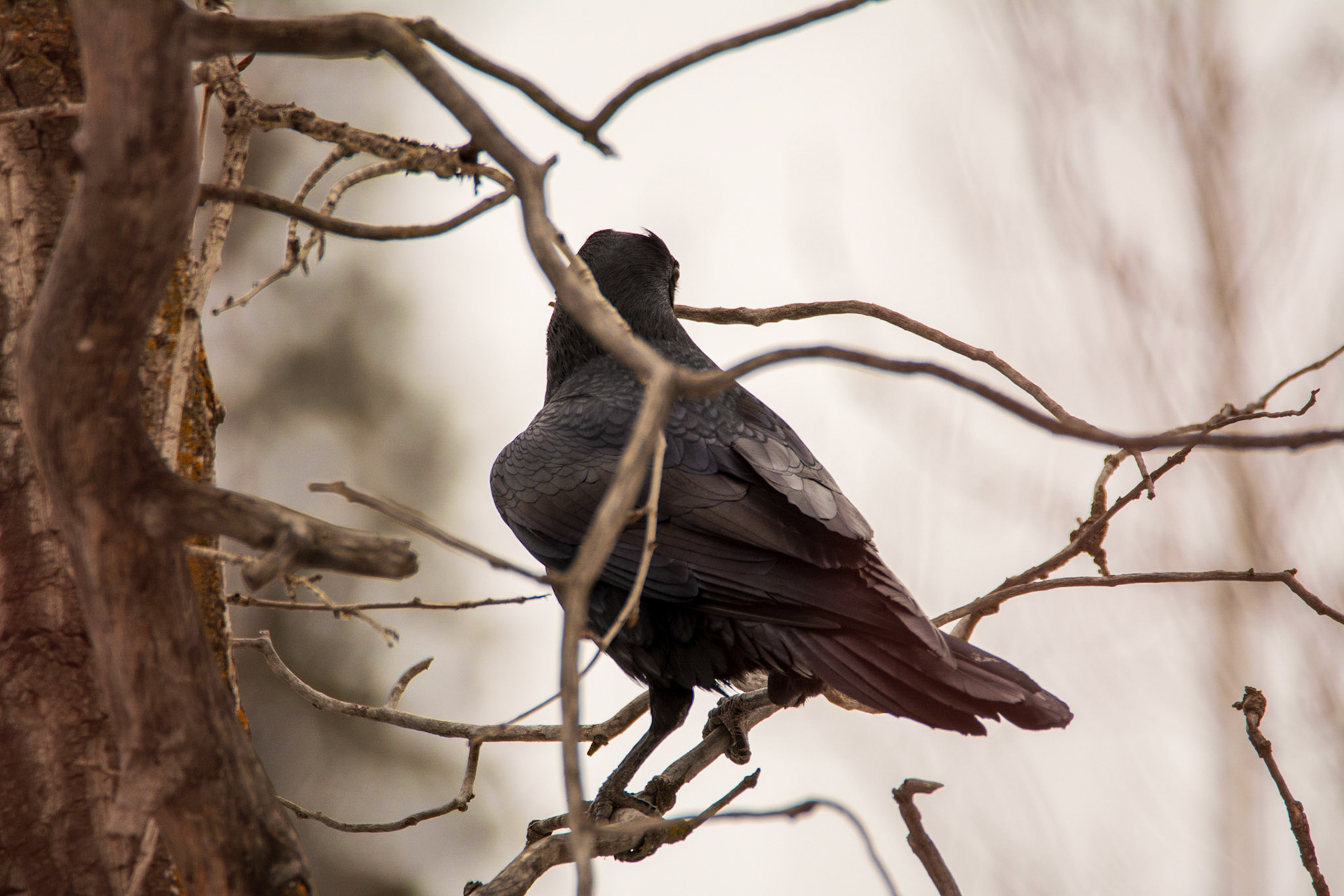 Raven, Hawrelak Park, Edmonton