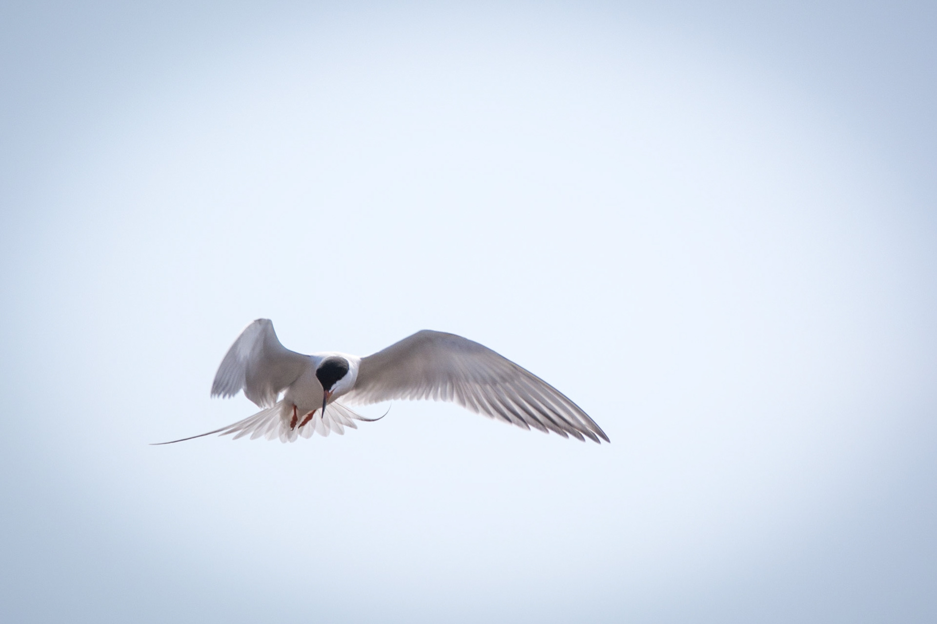 Forester's Tern, Sherwood Park, May 22, 2022