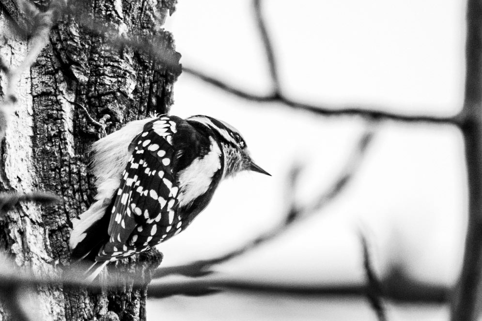 Downy Woodpecker