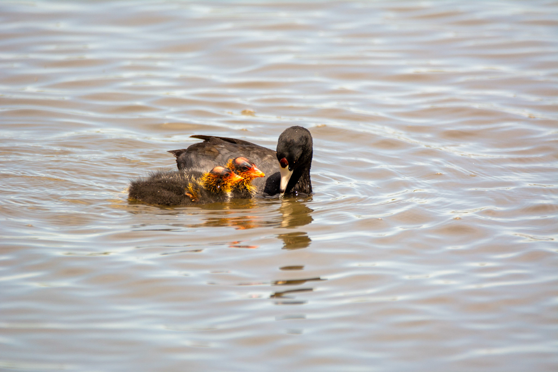 American Coot and Cootlings