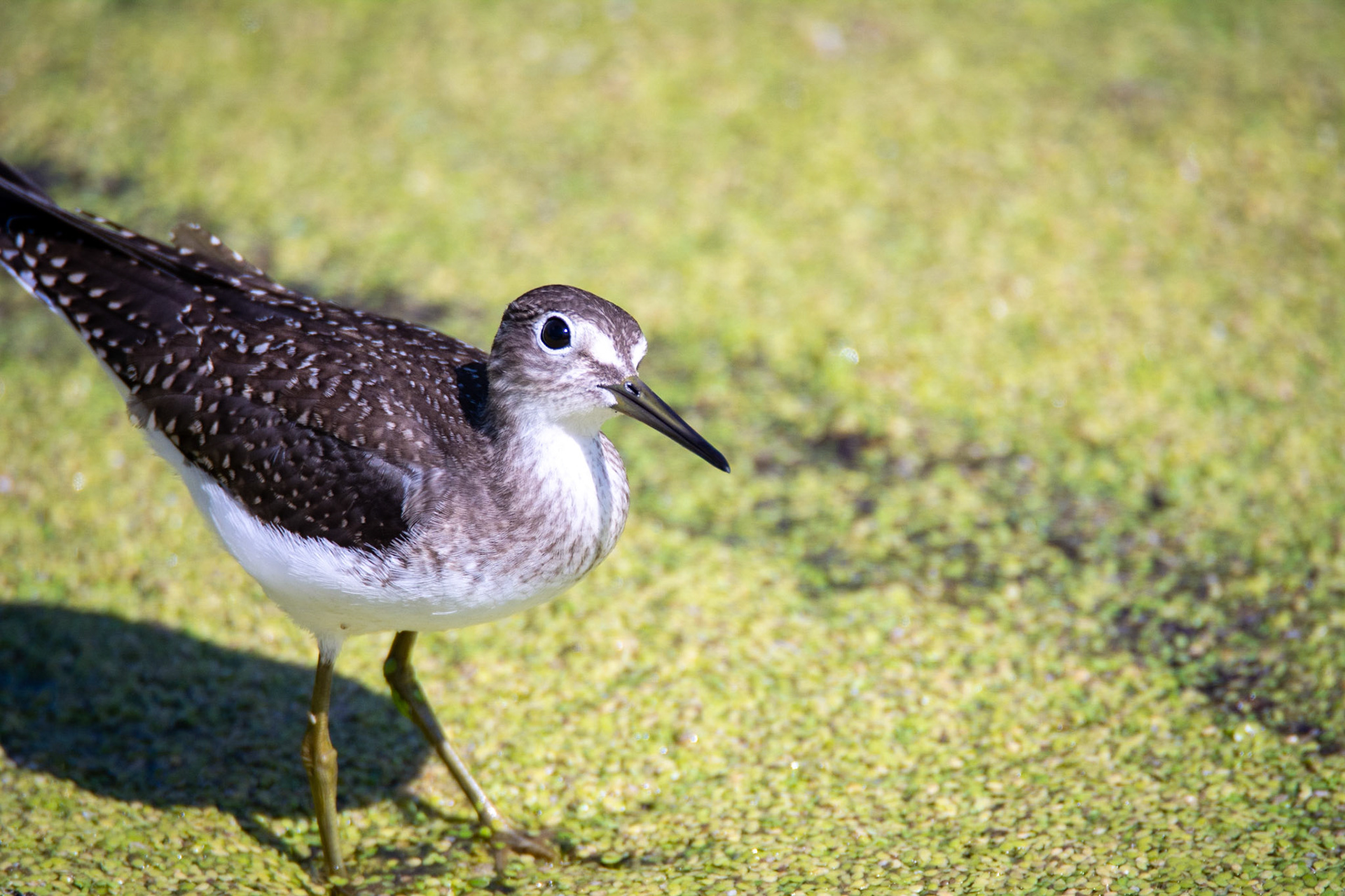 Solitary Sandpiper, juvenile