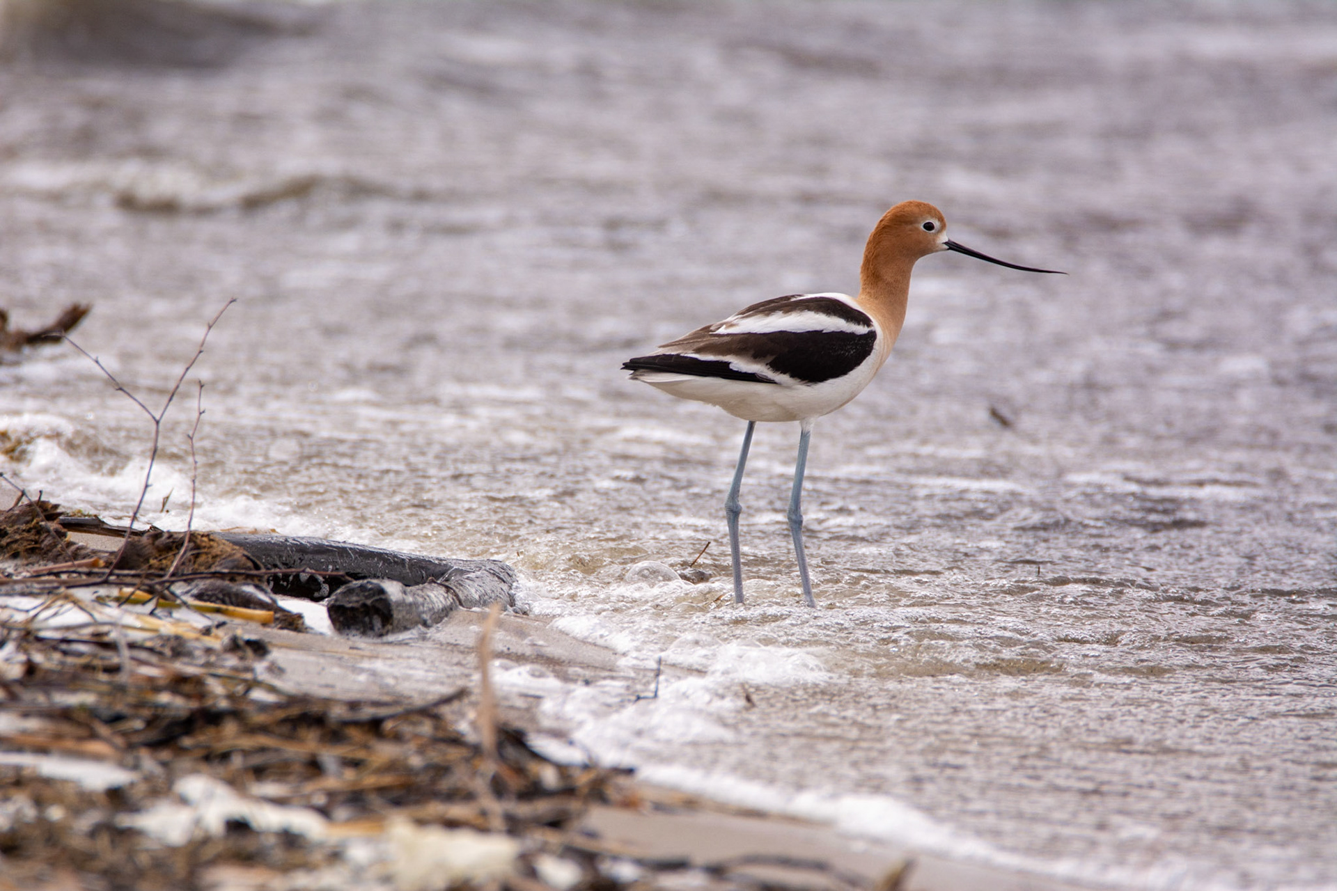 American Avocet, Astotin Lake, Elk Island National Park