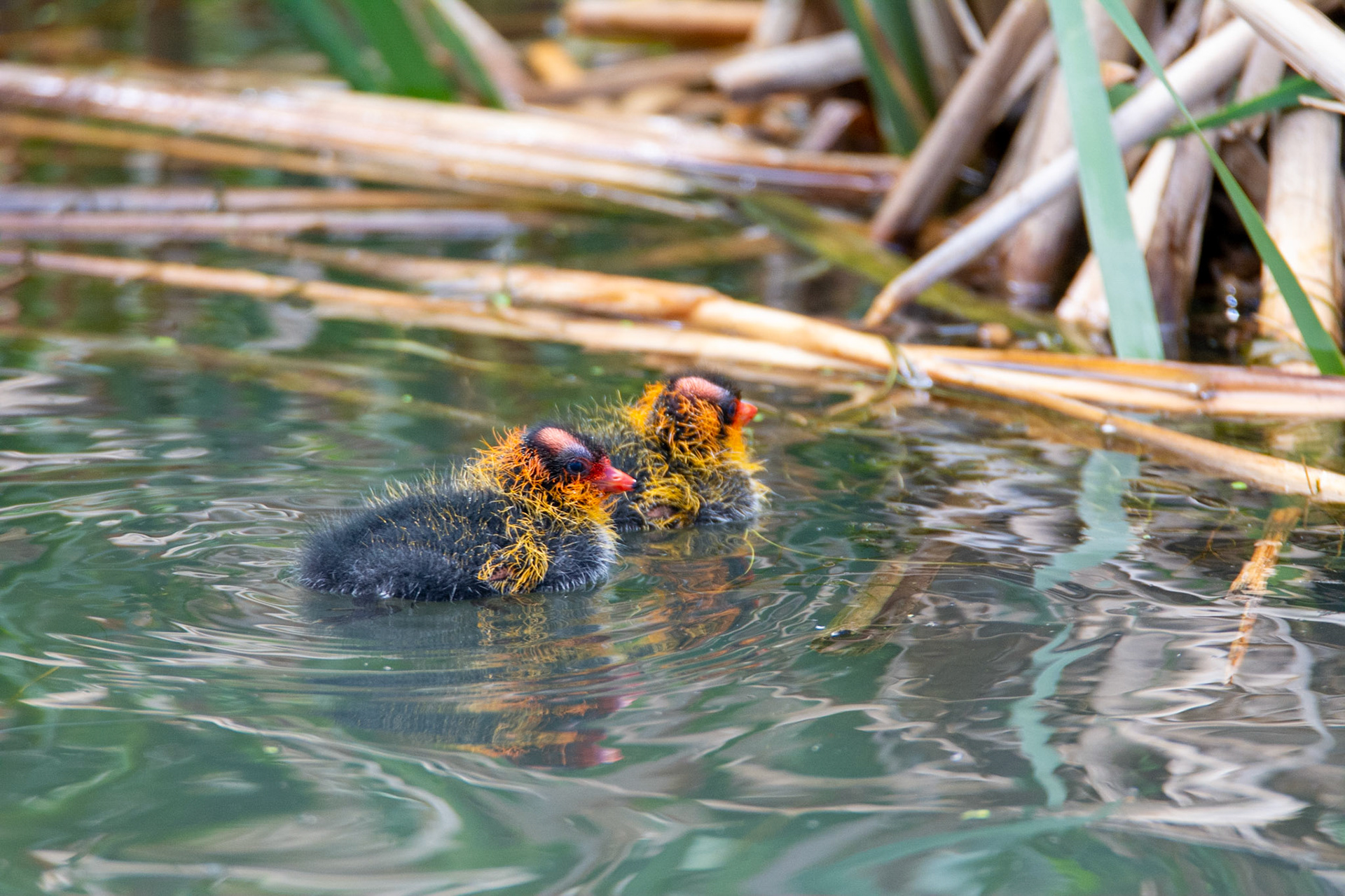 American Cootling (baby coot)