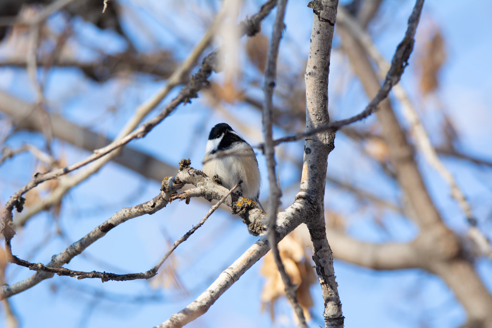 Black-capped Chickadee, Hawrelak Park, Edmonton
