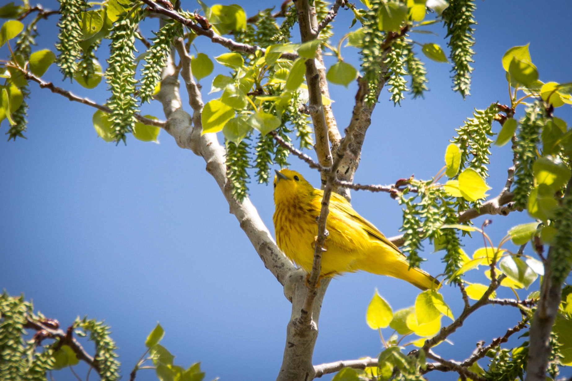 Yellow Warbler, Sherwood Park, May 22, 2022