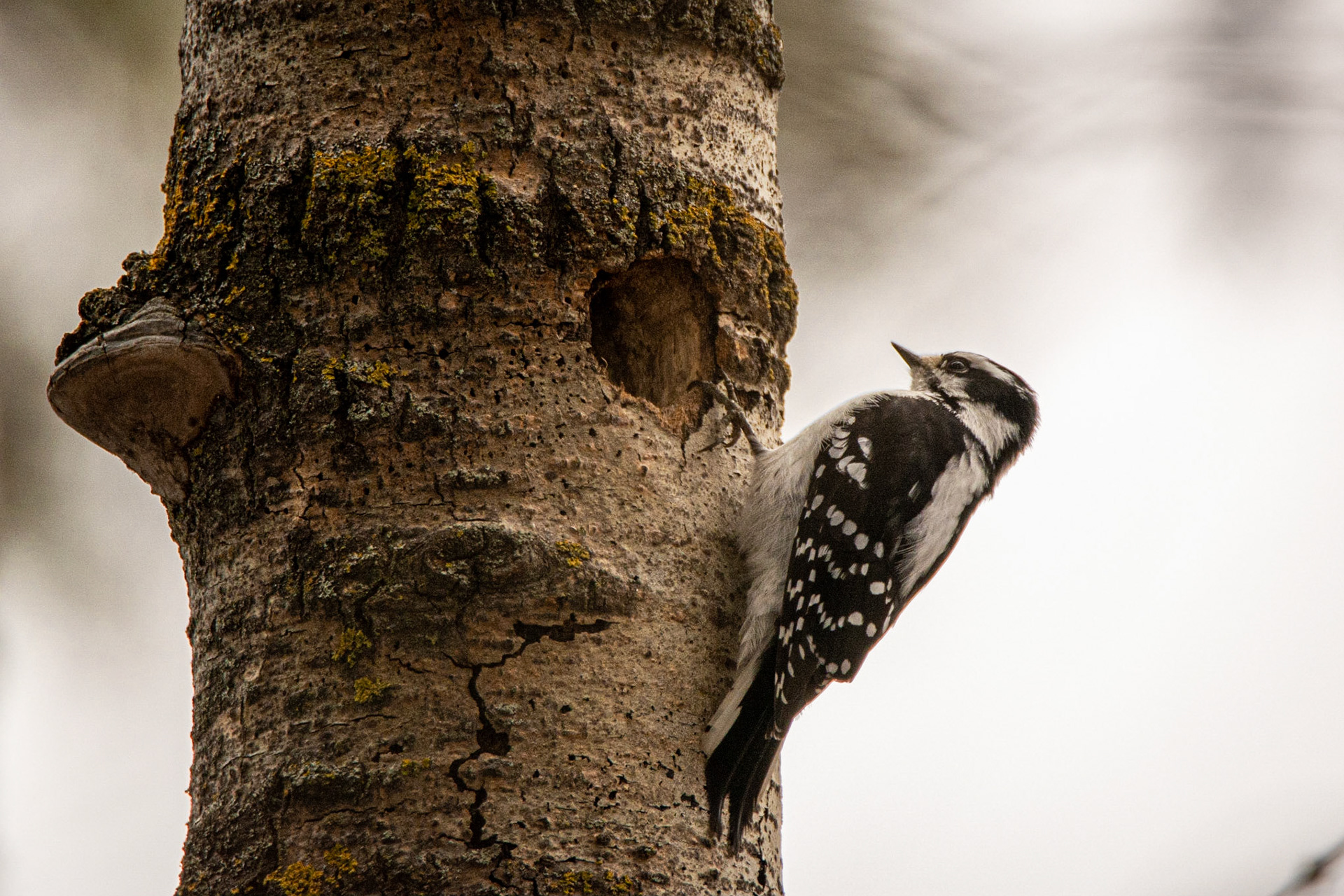 Downy Woodpecker, Hawrelak Park, Edmonton