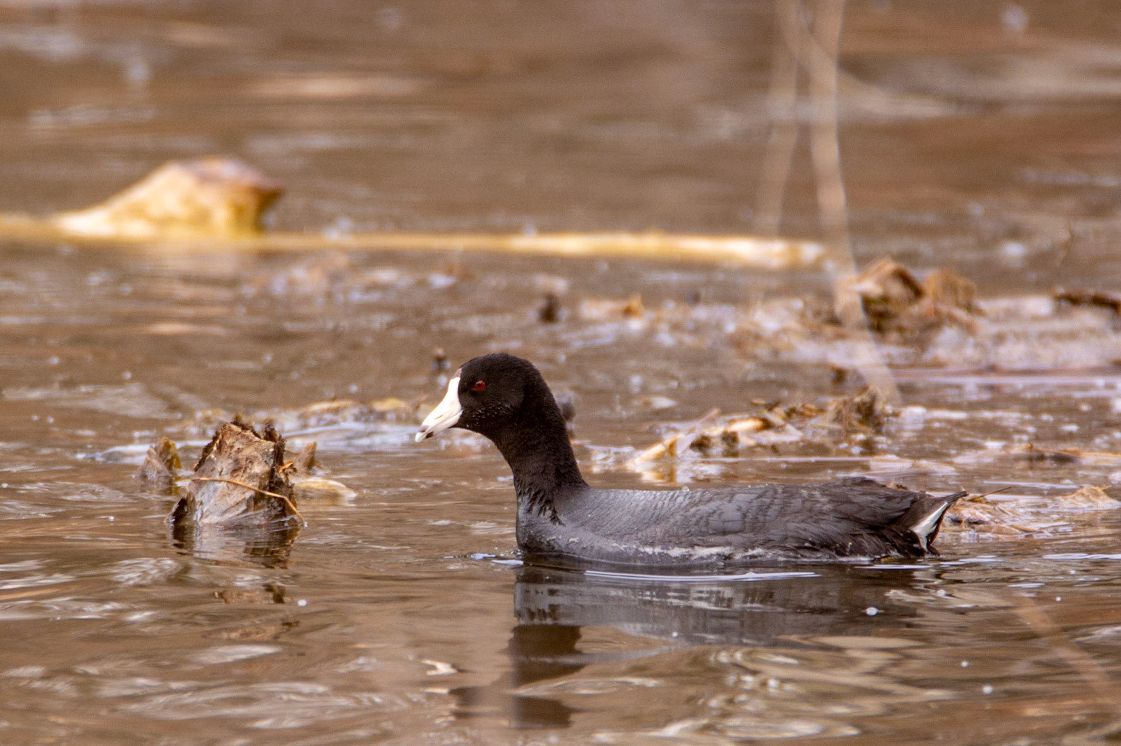 American Coot