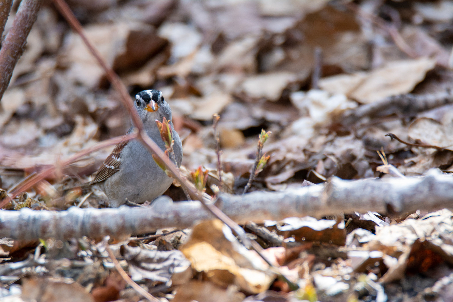 White-crowned Sparrow, Hawrelak Park, Edmonton