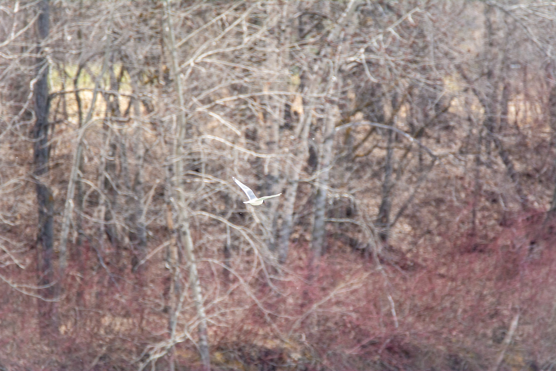 Franklin's Gull, North Saskatchewan River, Edmonton