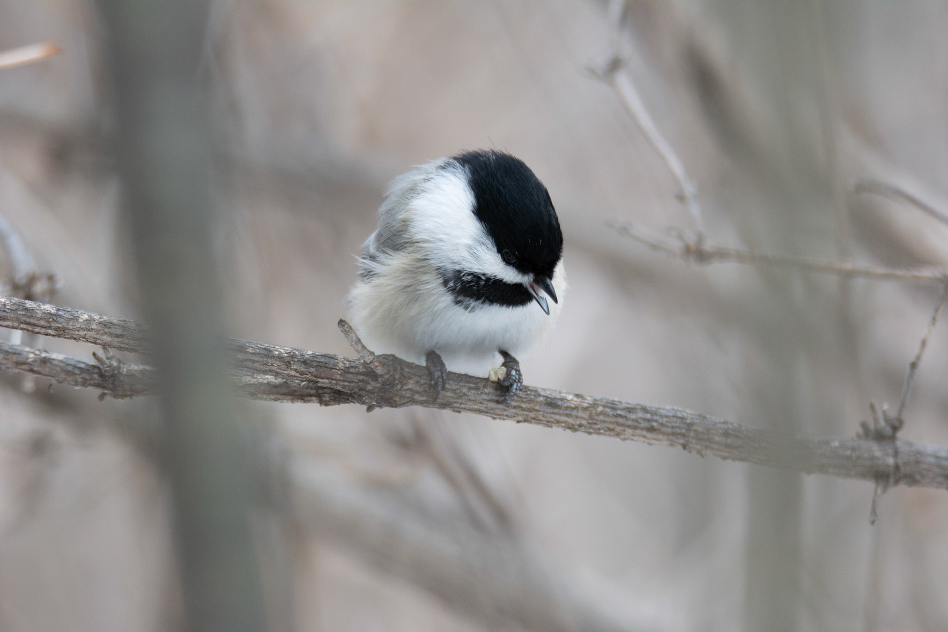 Black-capped Chickadee, Hawrelak Park, Edmonton