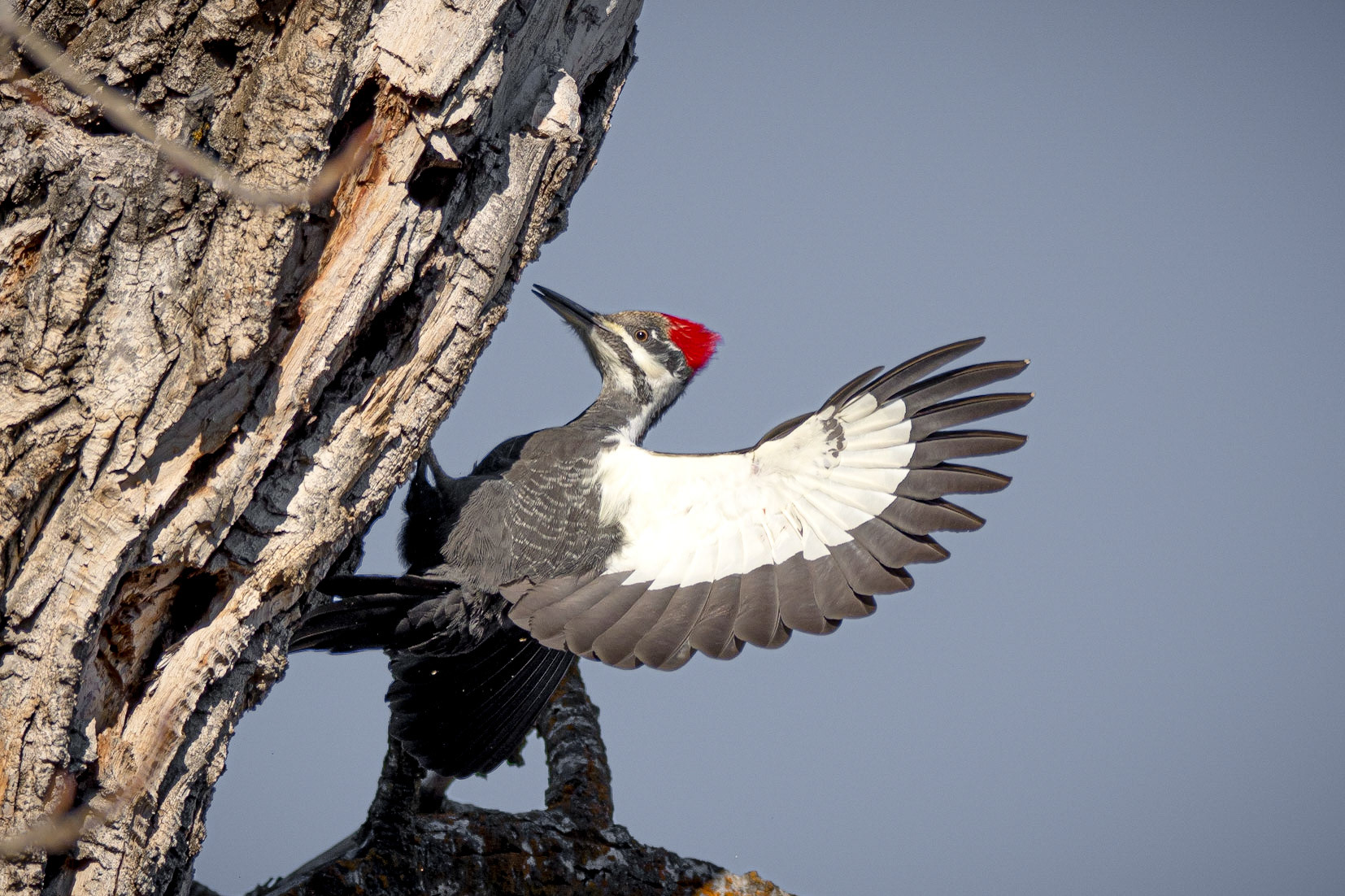 Pileated Woodpecker,  female