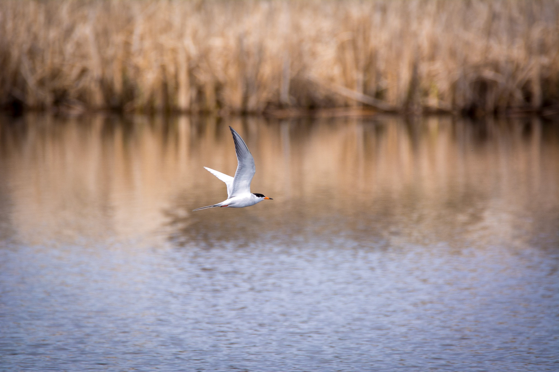 Forester's Tern, Sherwood Park, May 22, 2022