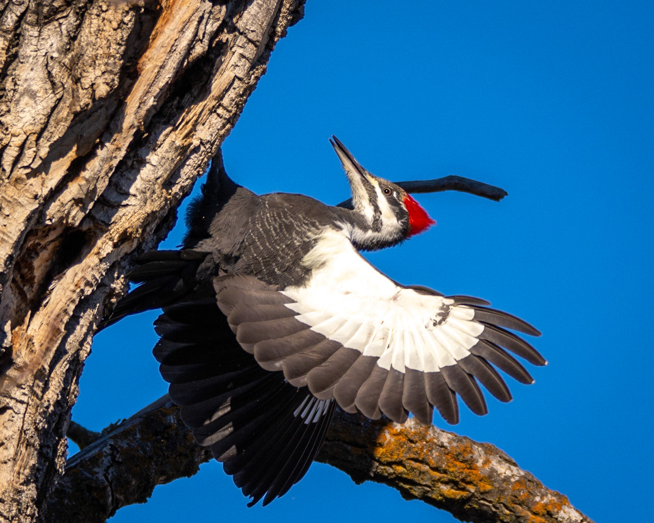 Pileated Woodpecker,  female