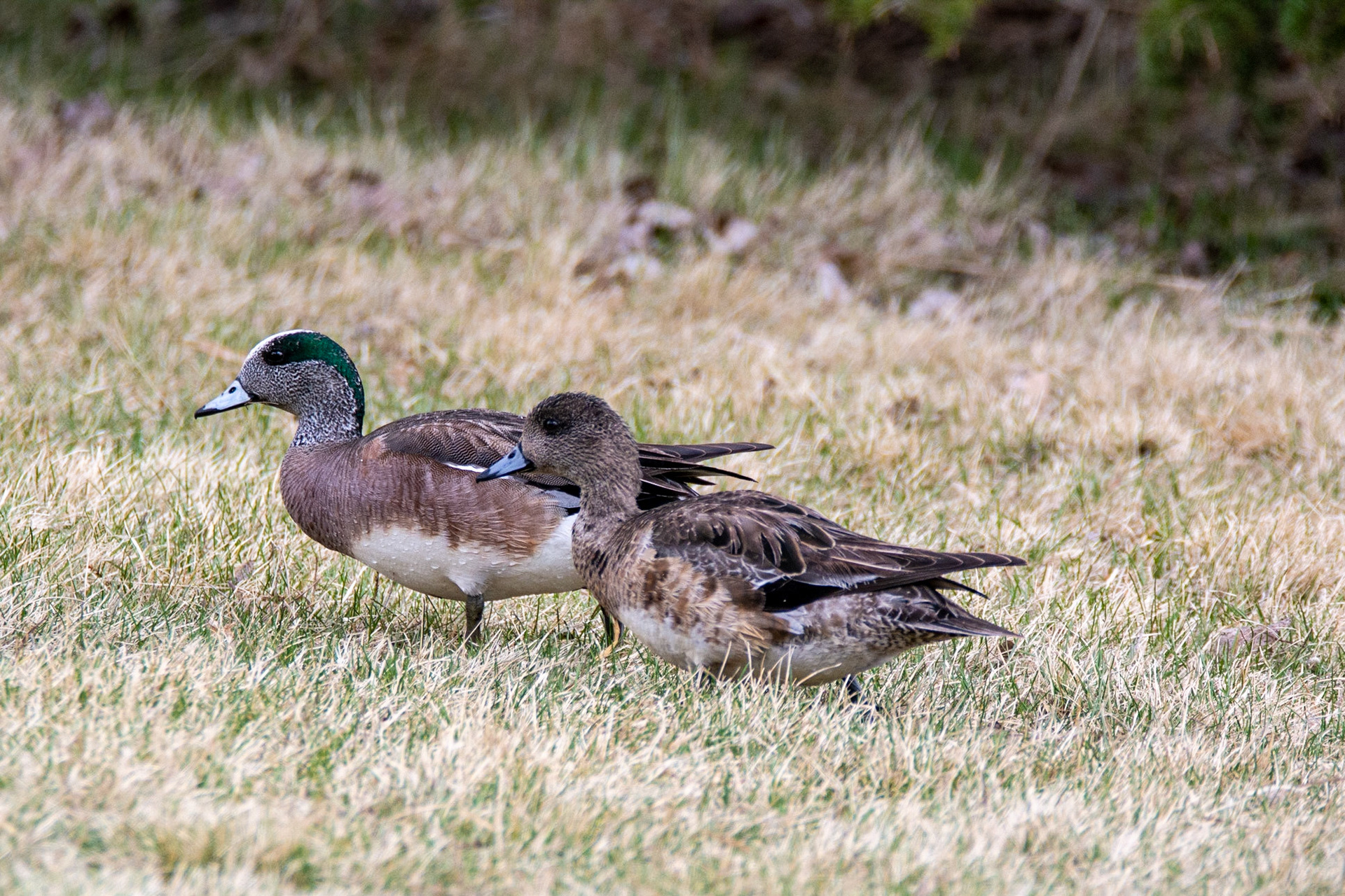 American Wigeon, Hawrelak Park, Edmonton