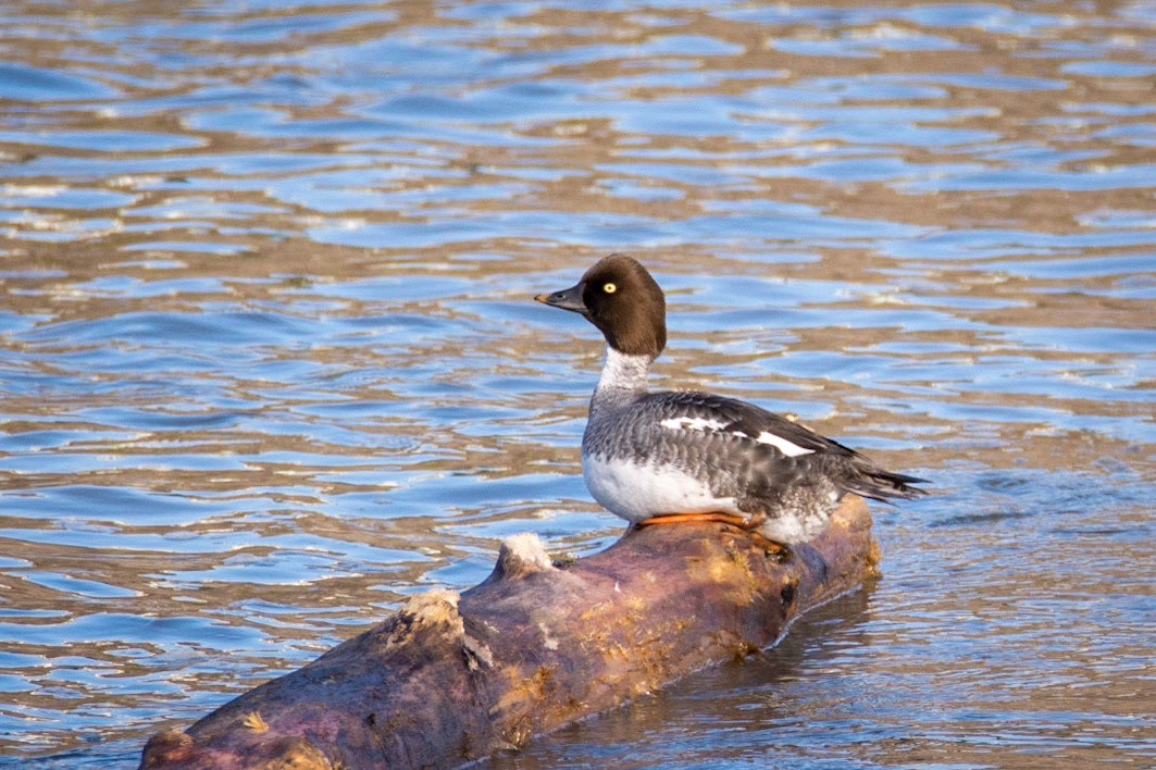 Common Goldeneye, Hawrelak Park, Edmonton
