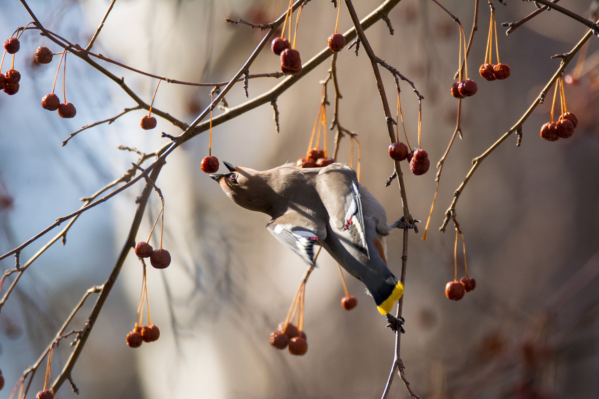 Bohemian Waxwing