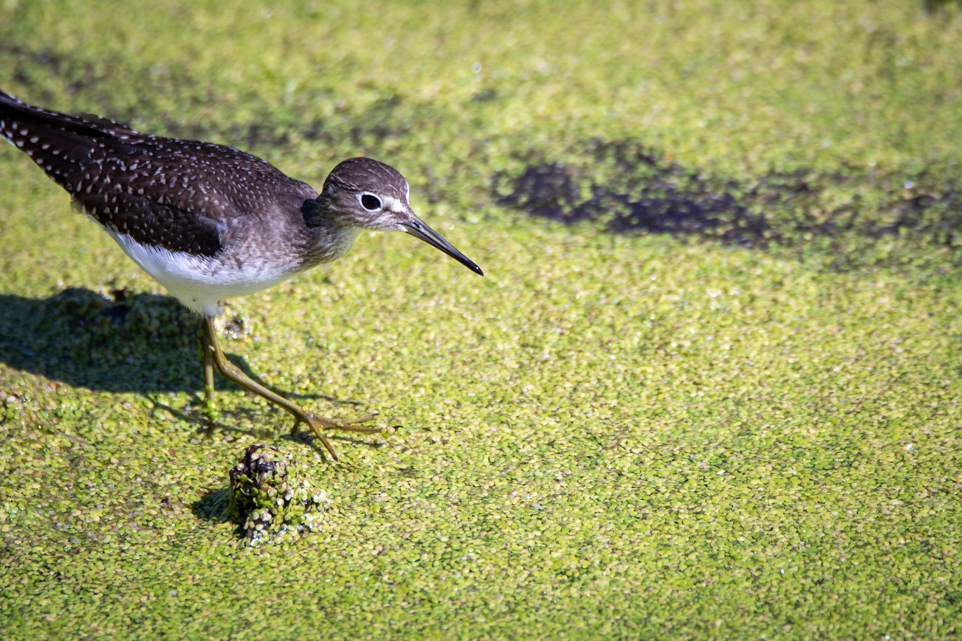 Solitary Sandpiper, juvenile