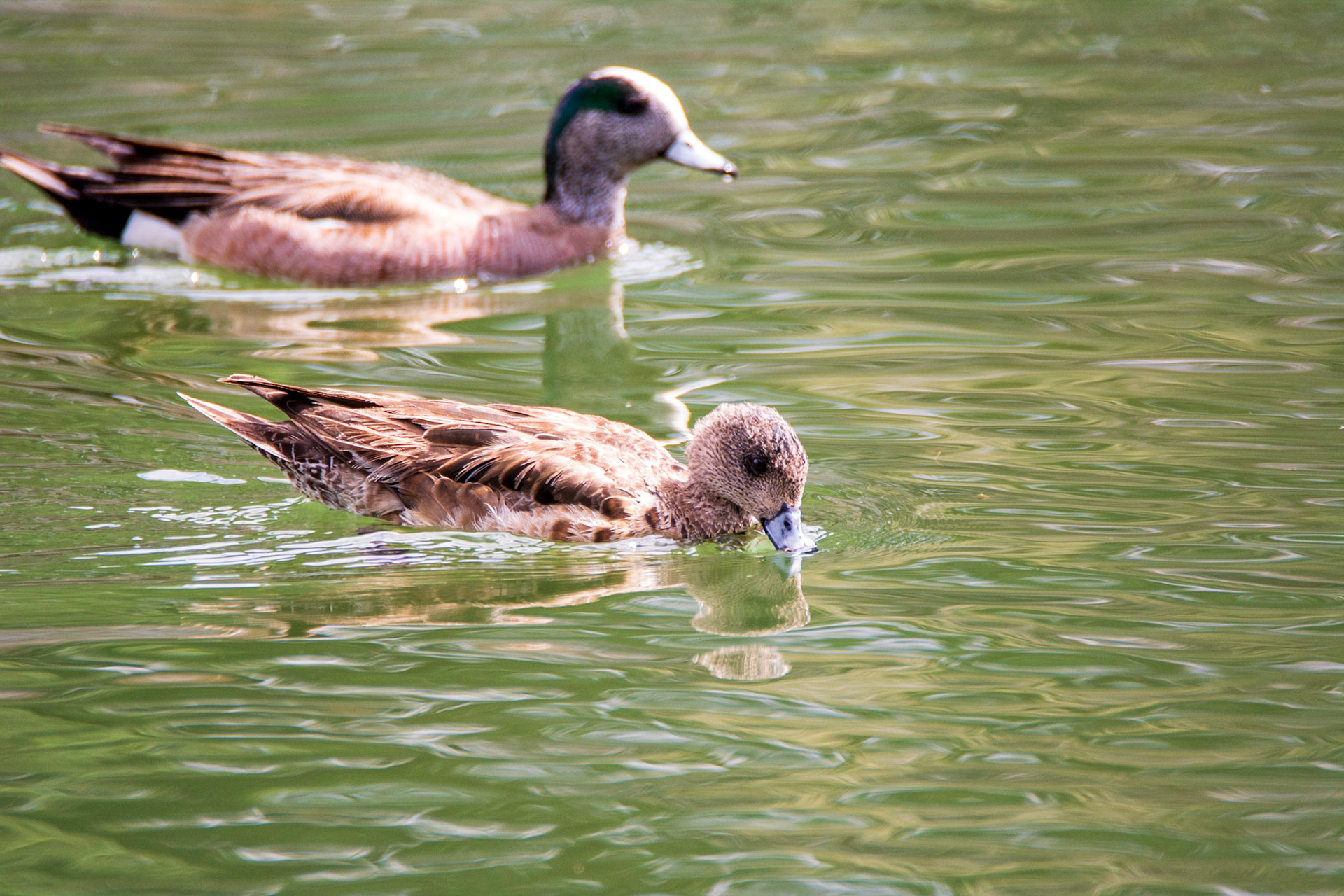 American Wigeon, Hawrelak Park, Edmonton