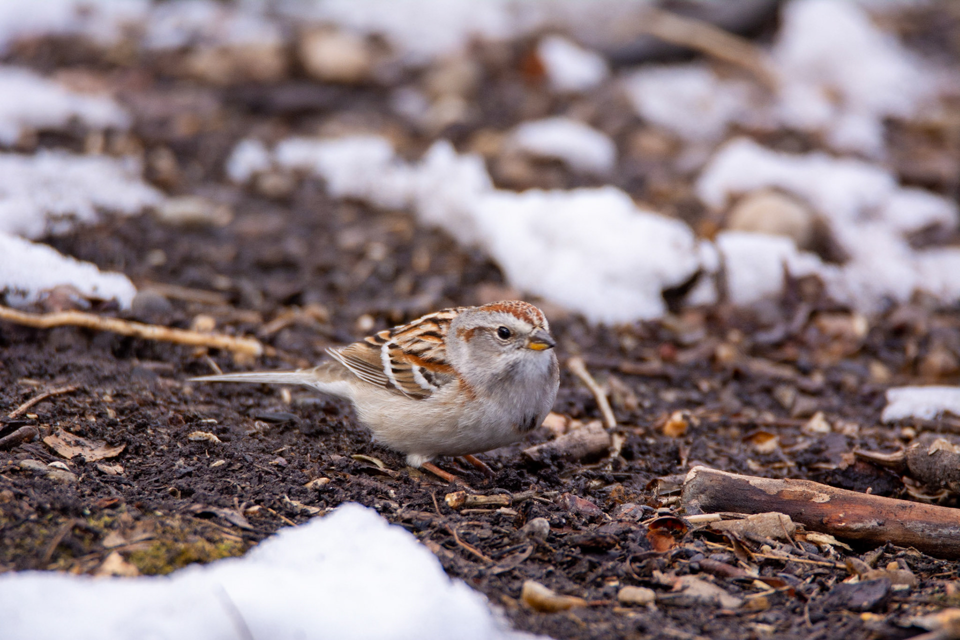 American Tree Sparrow, Hawrelak Park, Edmonton