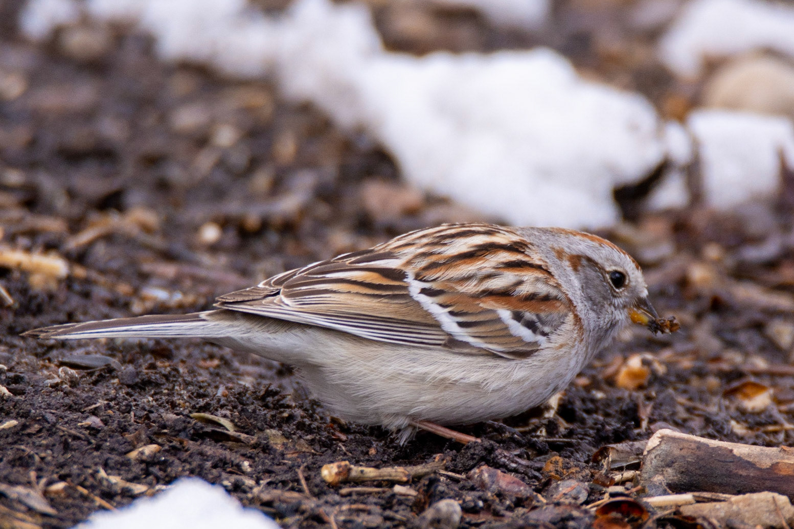 American Tree Sparrow, Hawrelak Park, Edmonton