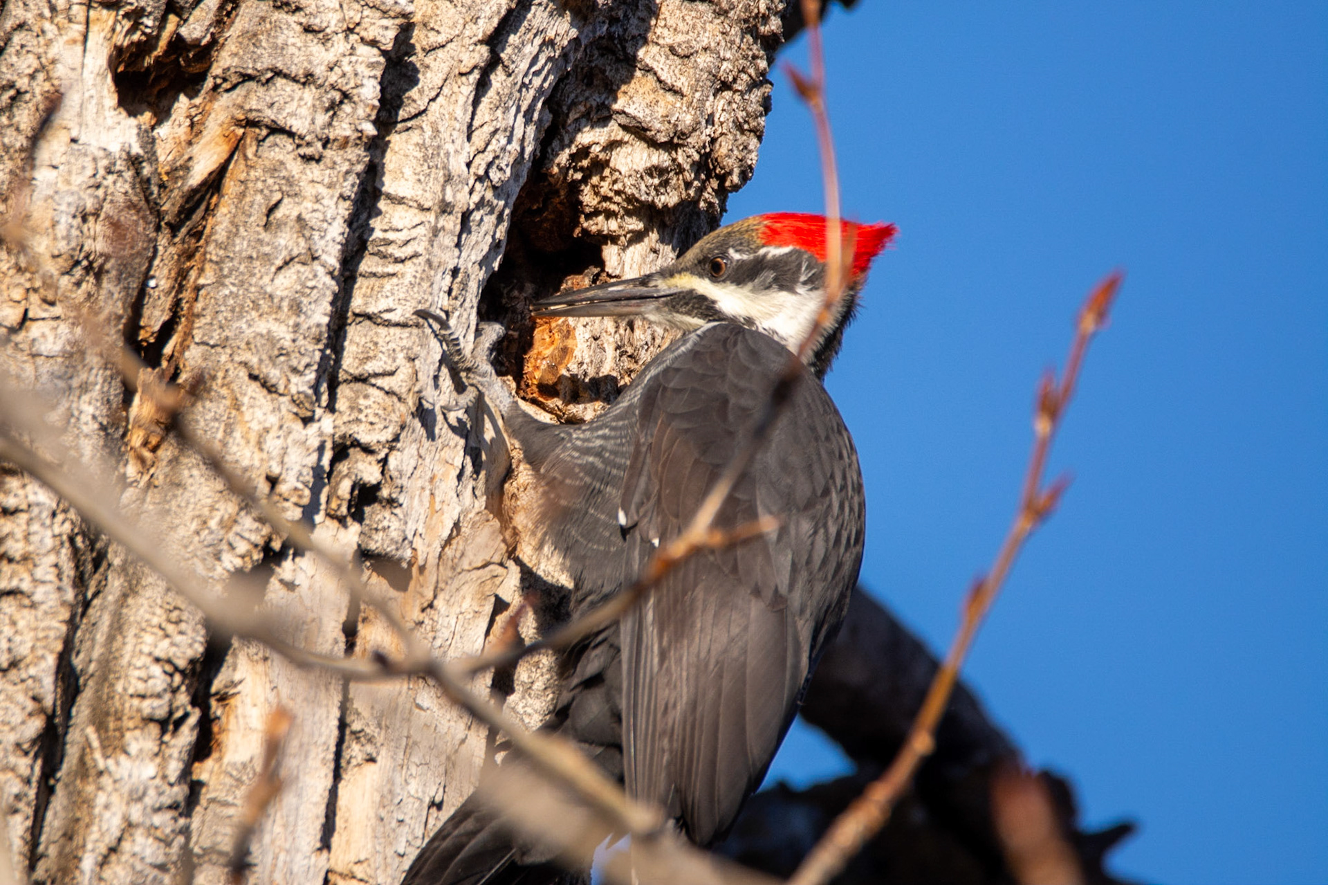 Pileated Woodpecker,  female