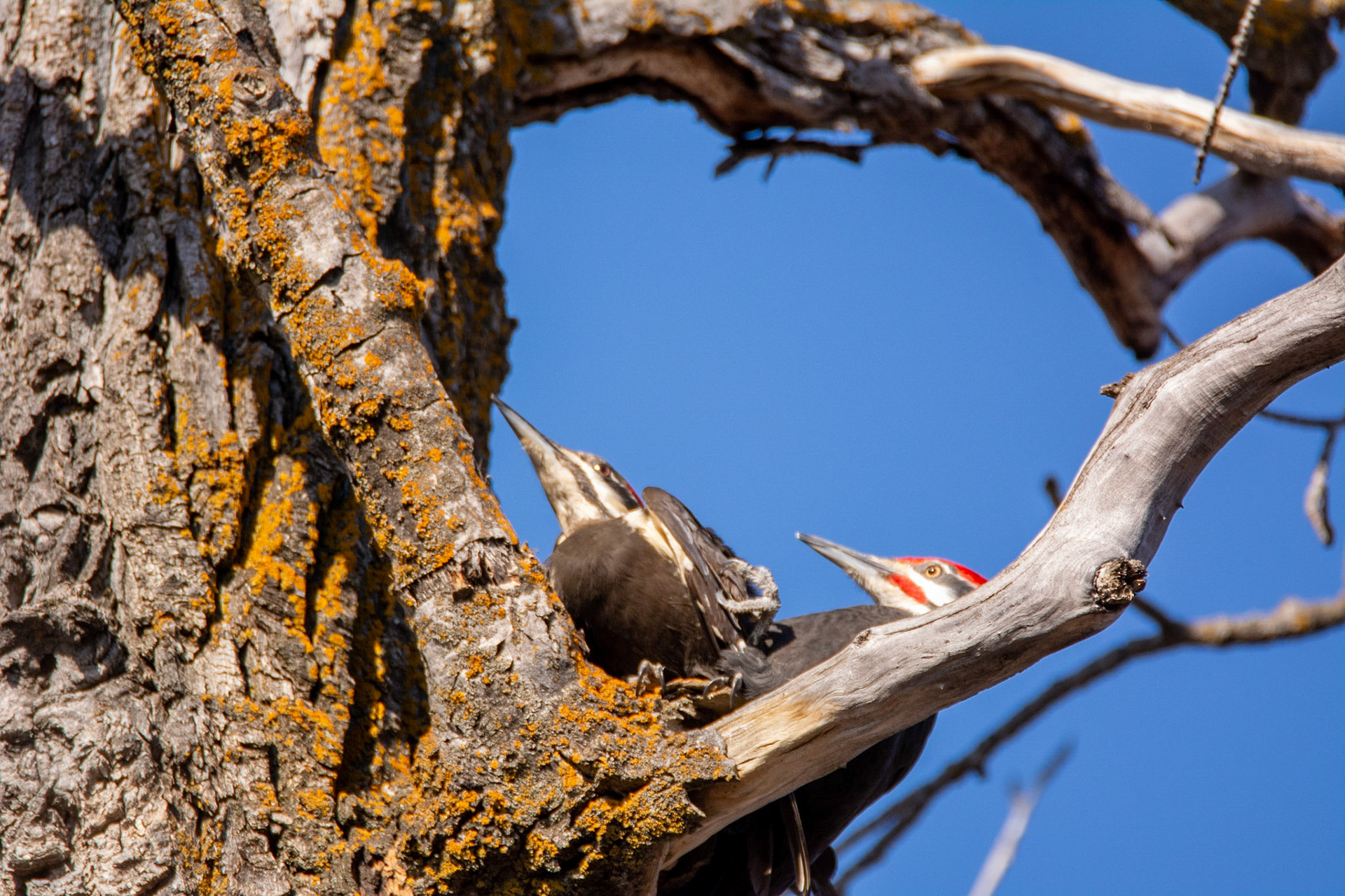 Pileated Woodpeckers, mated pair