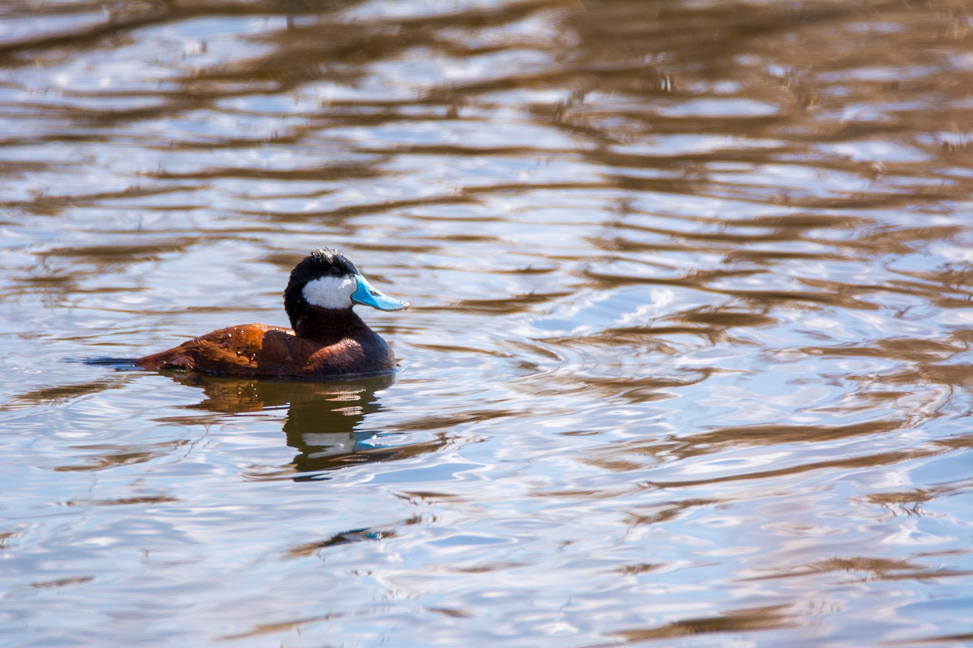 Ruddy Duck, Sherwood Park, May 22, 2022