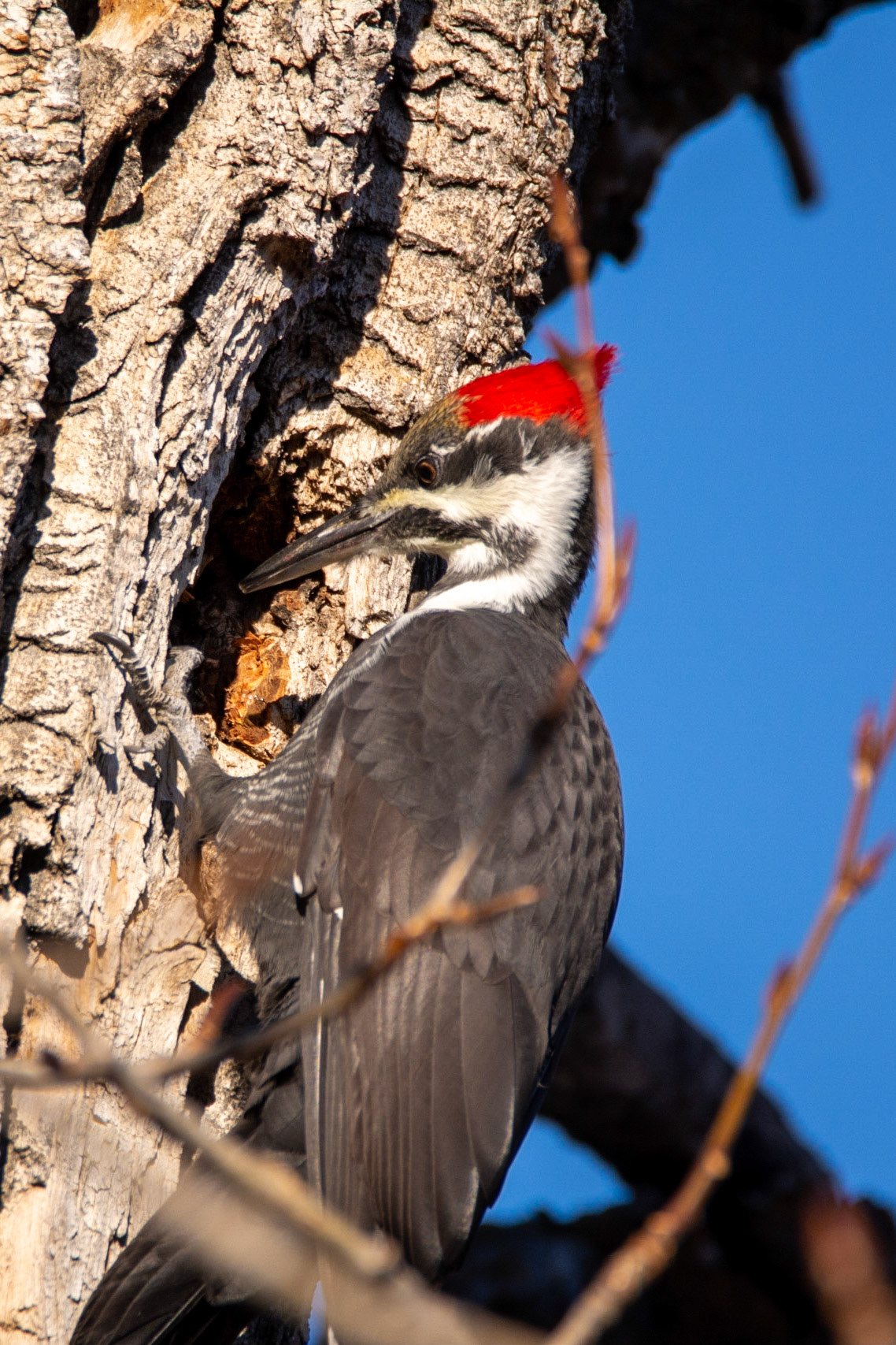 Pileated Woodpecker,  female