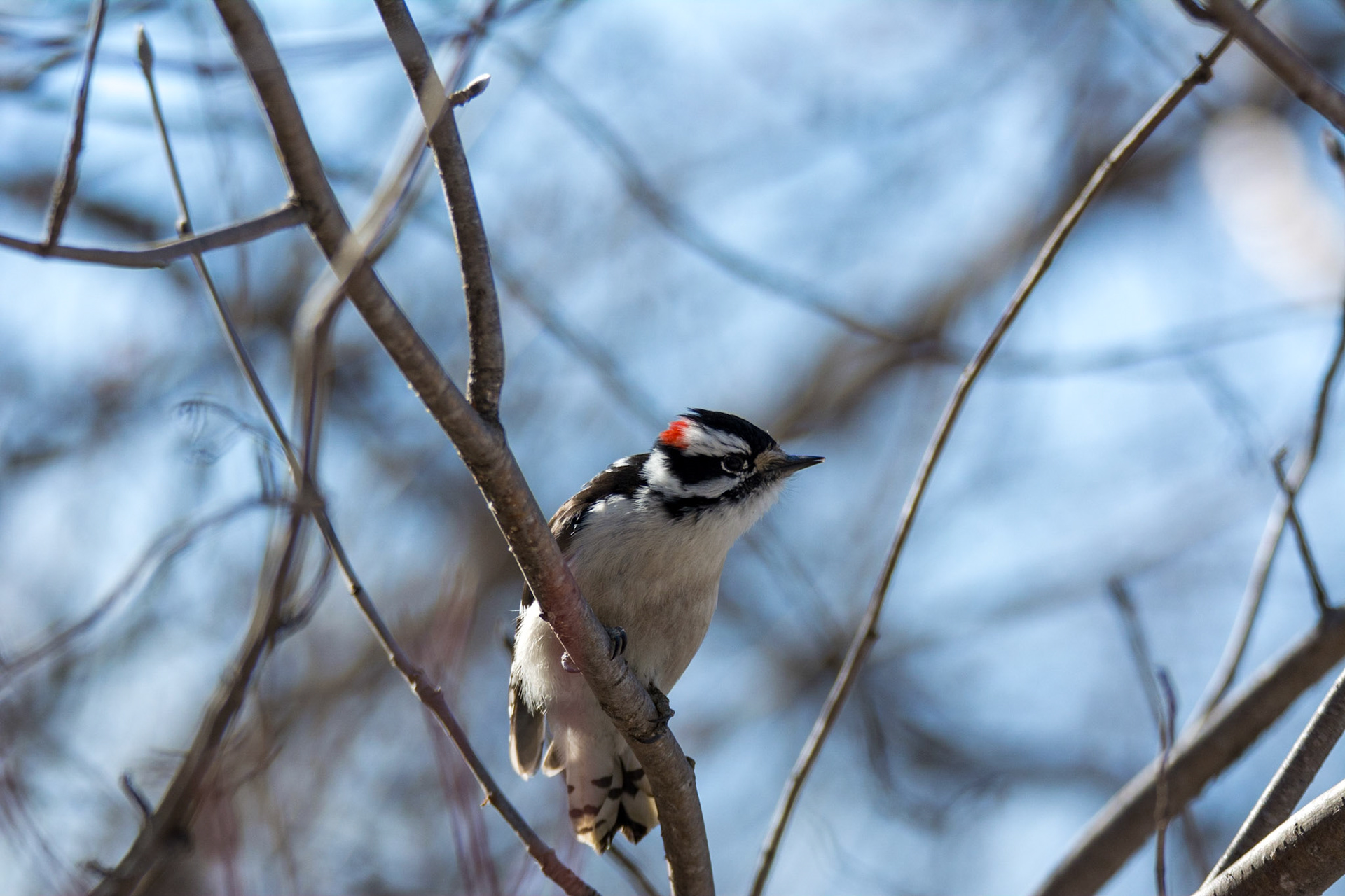 Downy Woodpecker, male