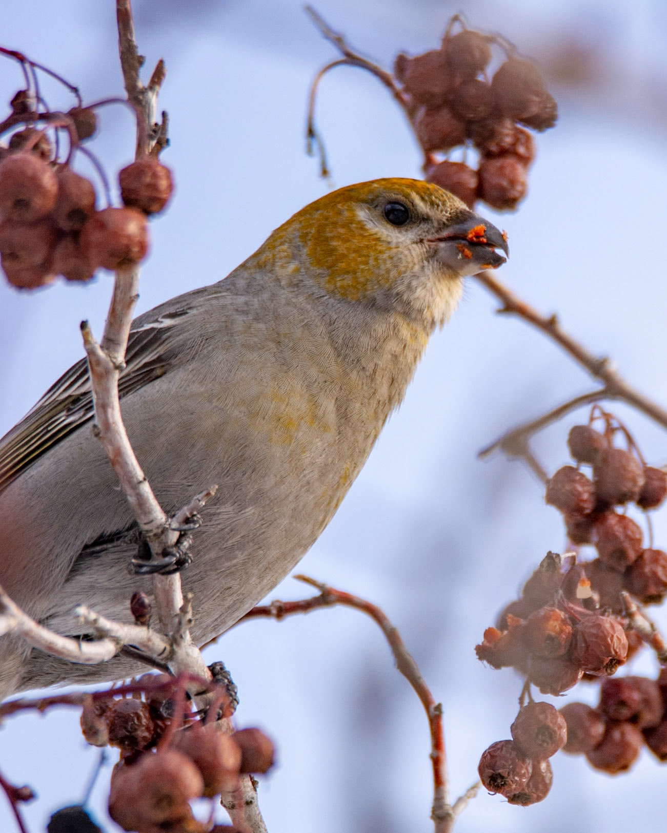 Pine Grosbeak, female