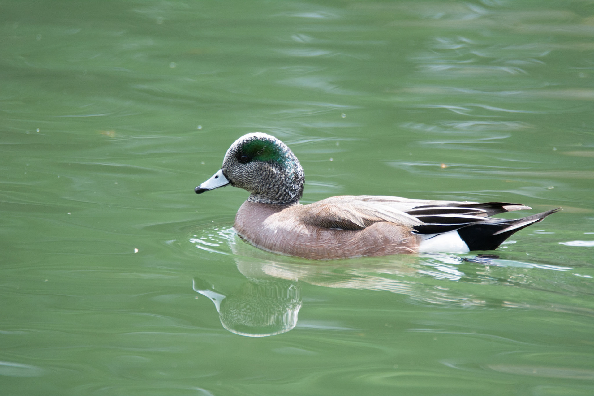 American Wigeon, Hawrelak Park, Edmonton