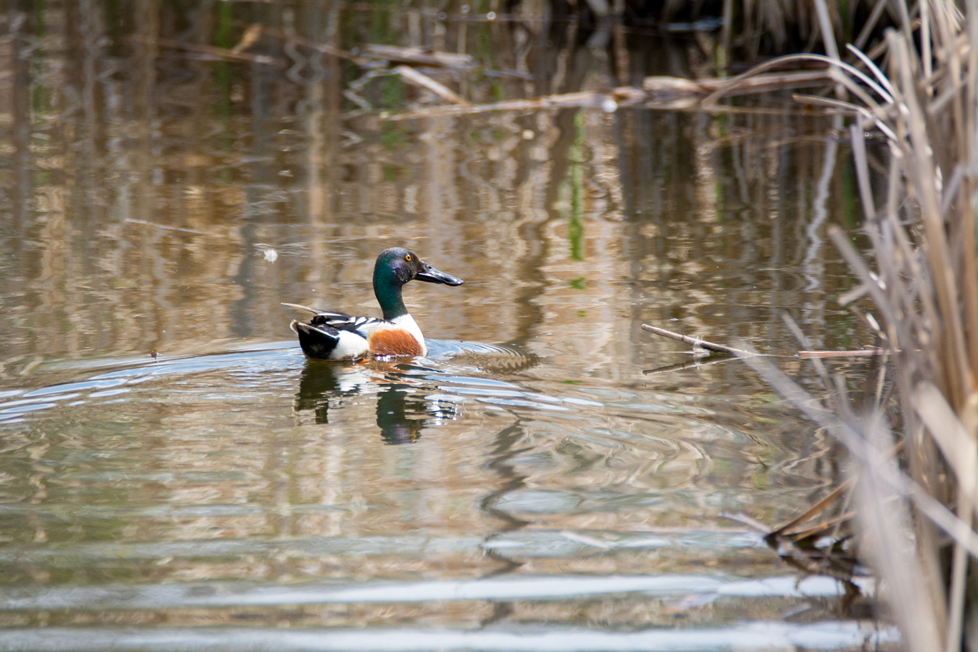 Northern Shoveler, Sherwood Park, May 22, 2022