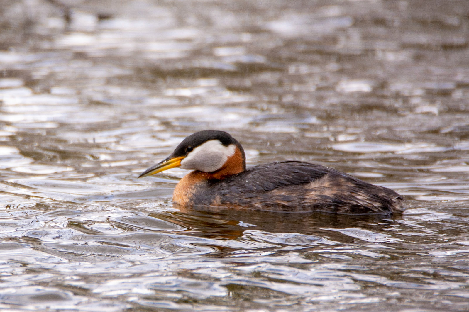 Red-Necked Grebe, Astotin Lake, Elk Island National Park