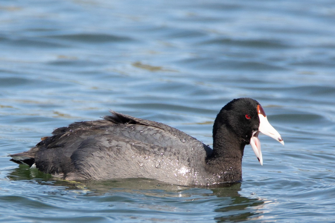 American Coot