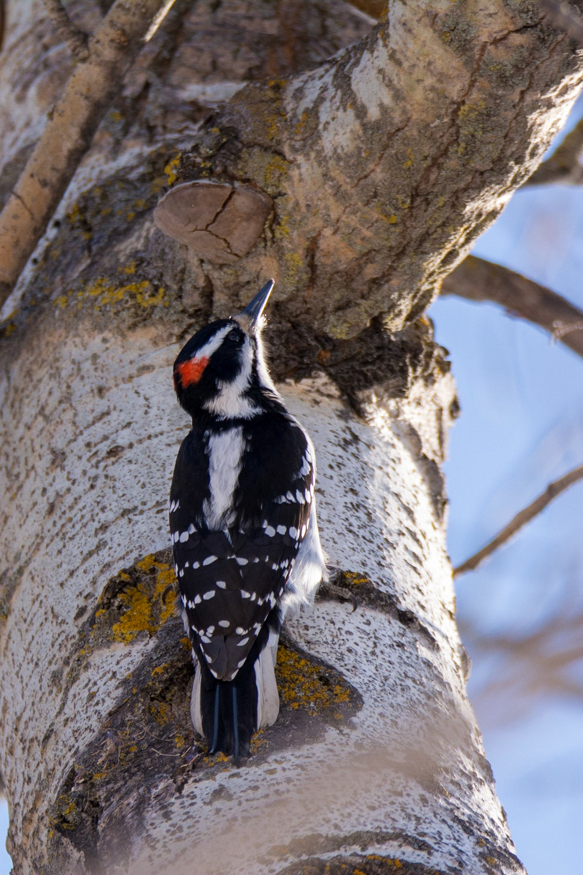 Hairy Woodpecker, Hawrelak Park, Edmonton