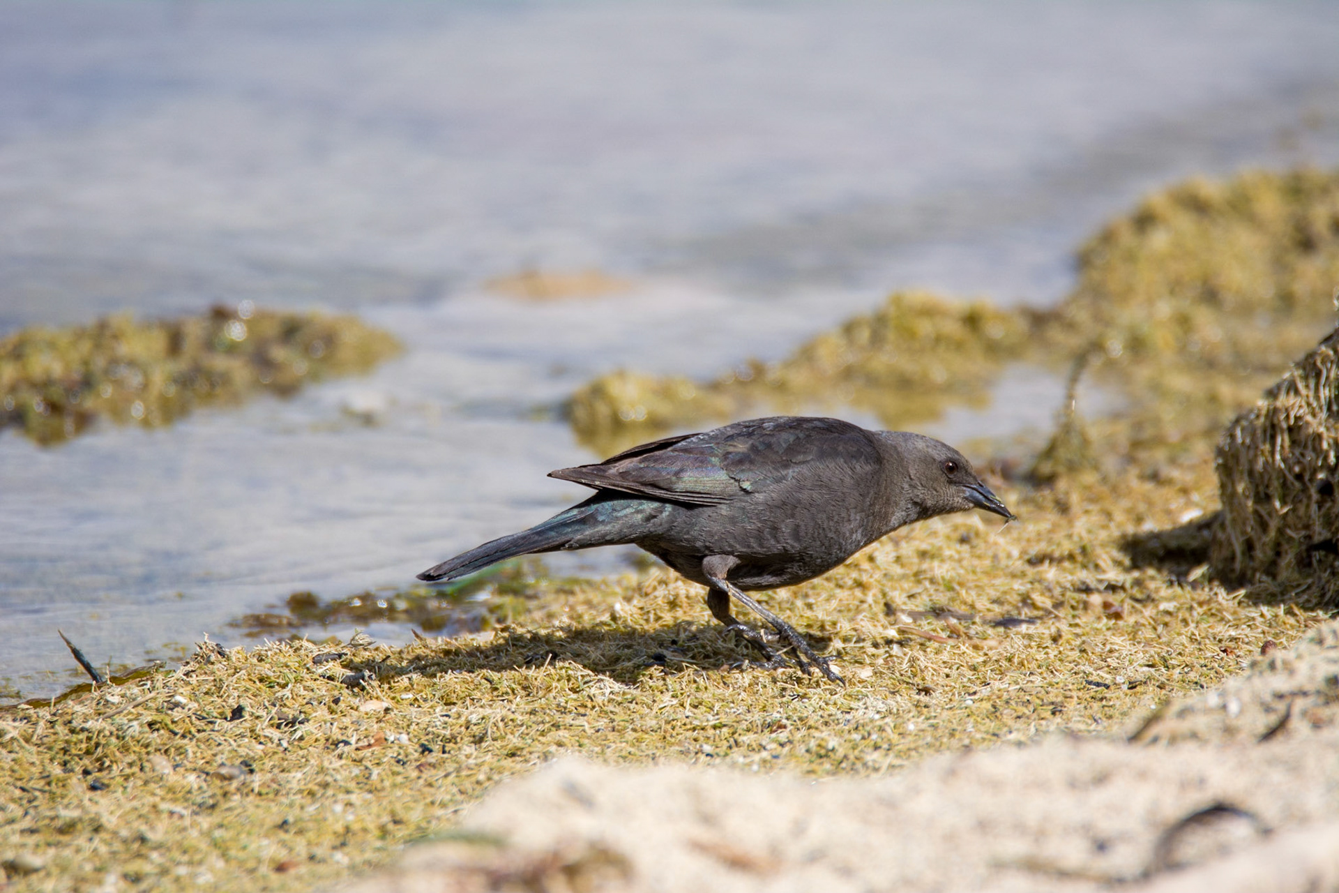 Brewer's Blackbird, Calgary, AB - 2022