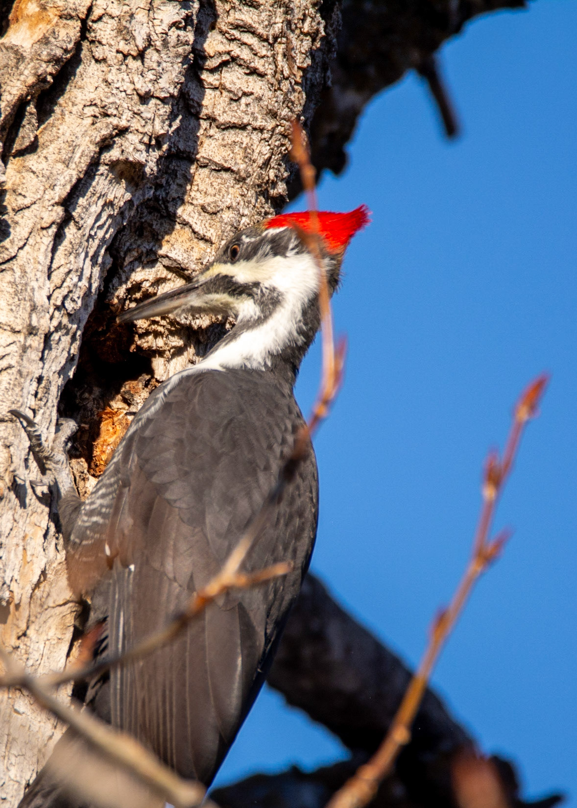 Pileated Woodpecker,  female