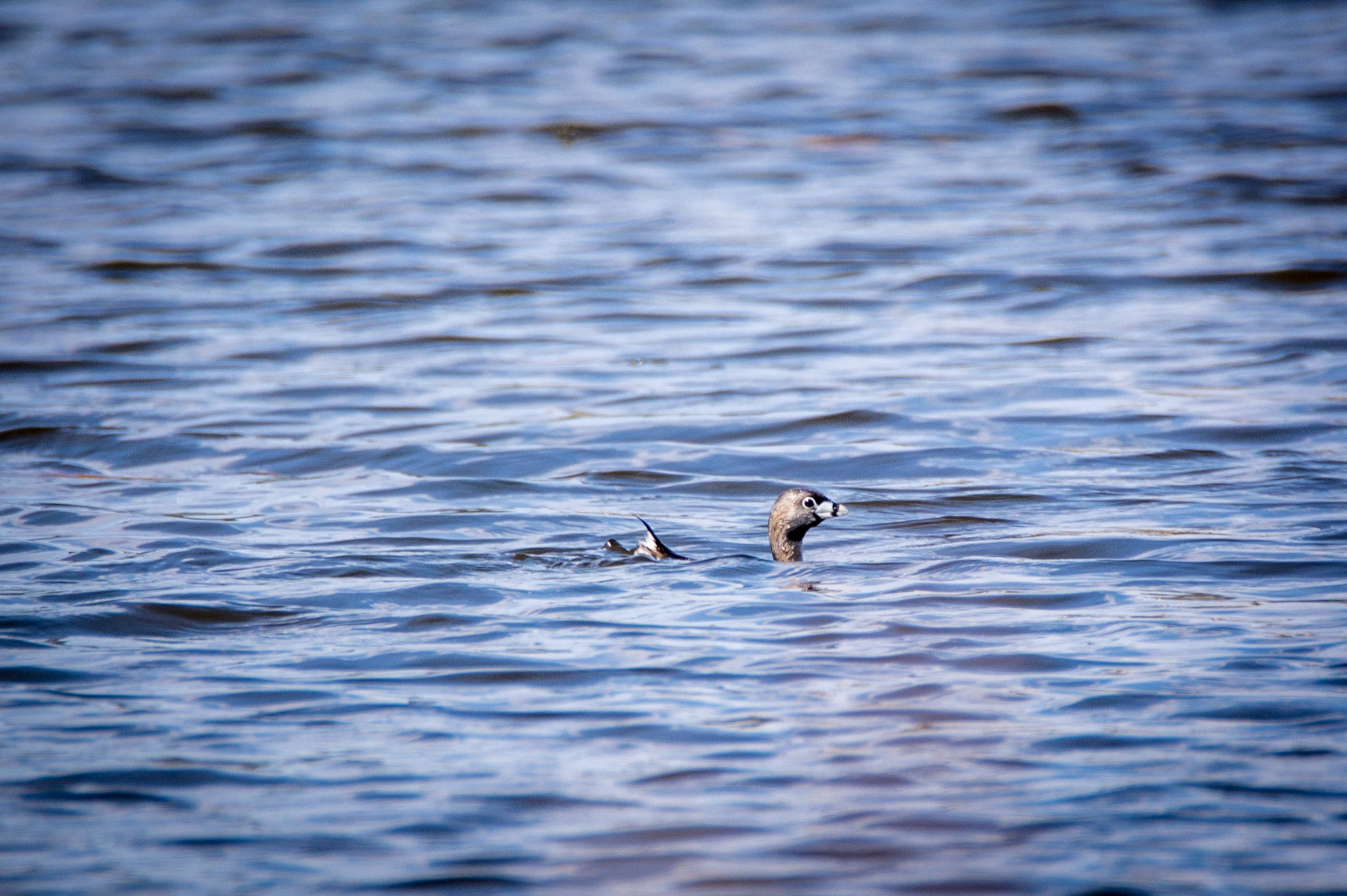 Pied-billed Grebe, Sherwood Park, May 22, 2022