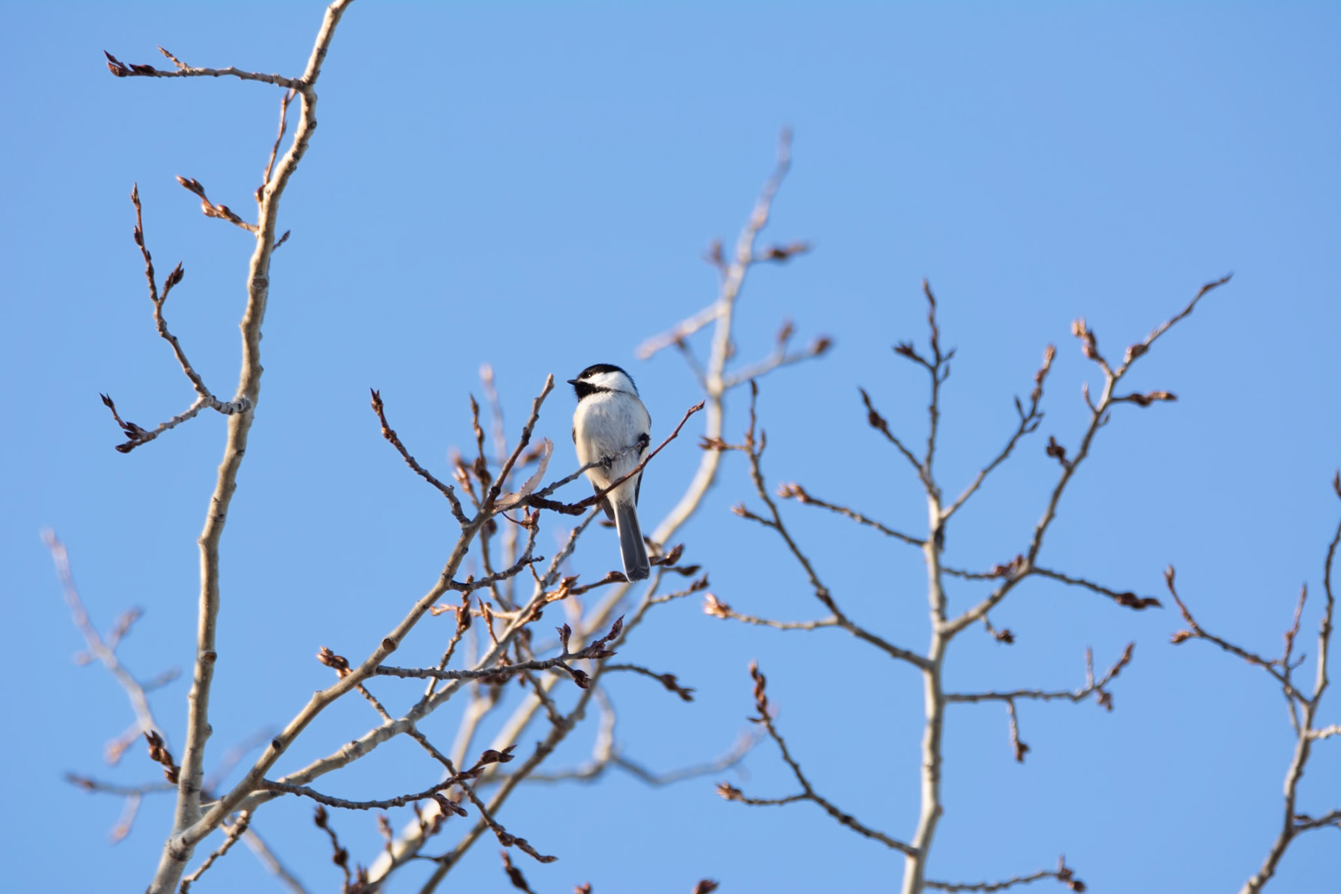 Black-capped Chickadee, Hawrelak Park, Edmonton