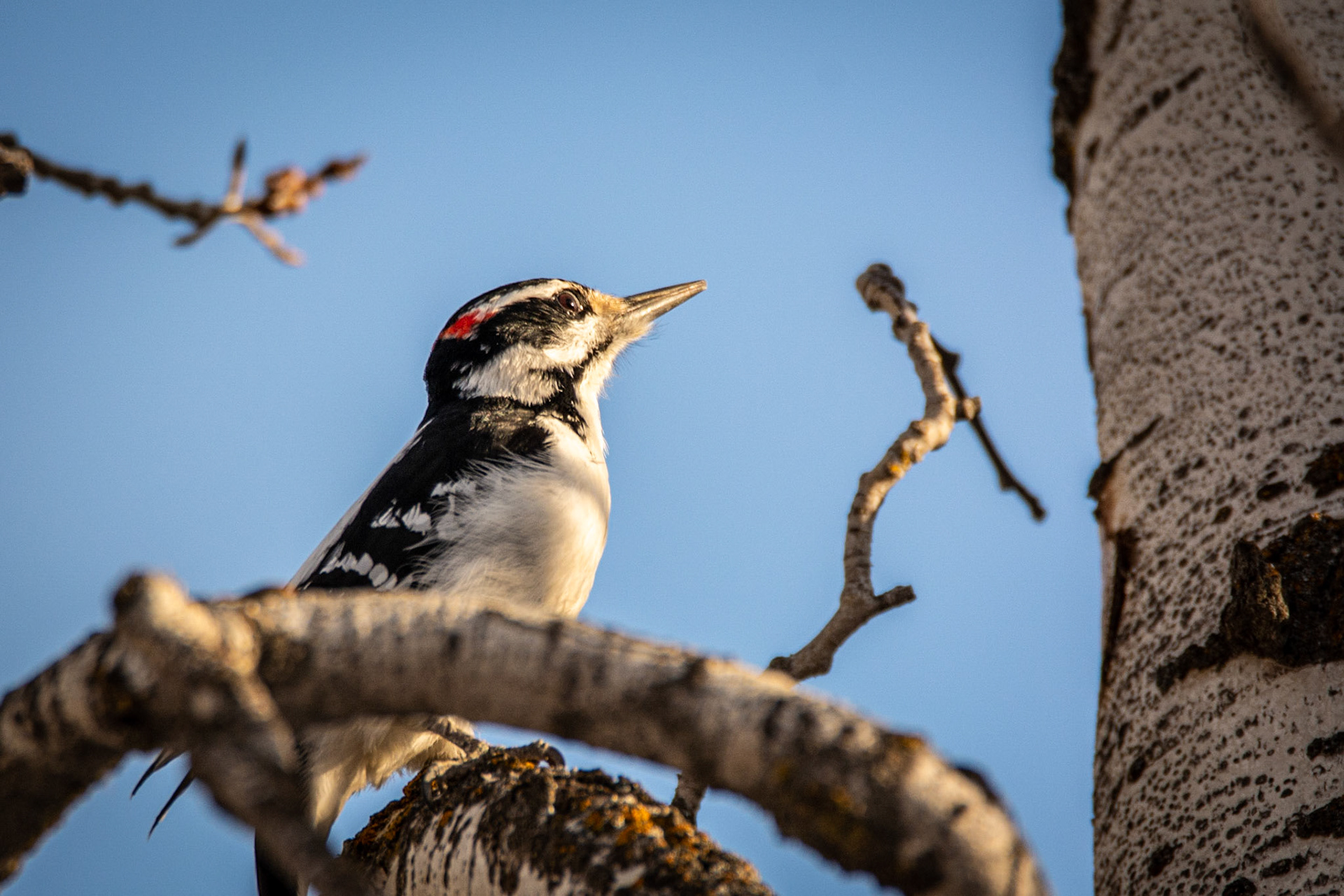 Hairy Woodpecker, female