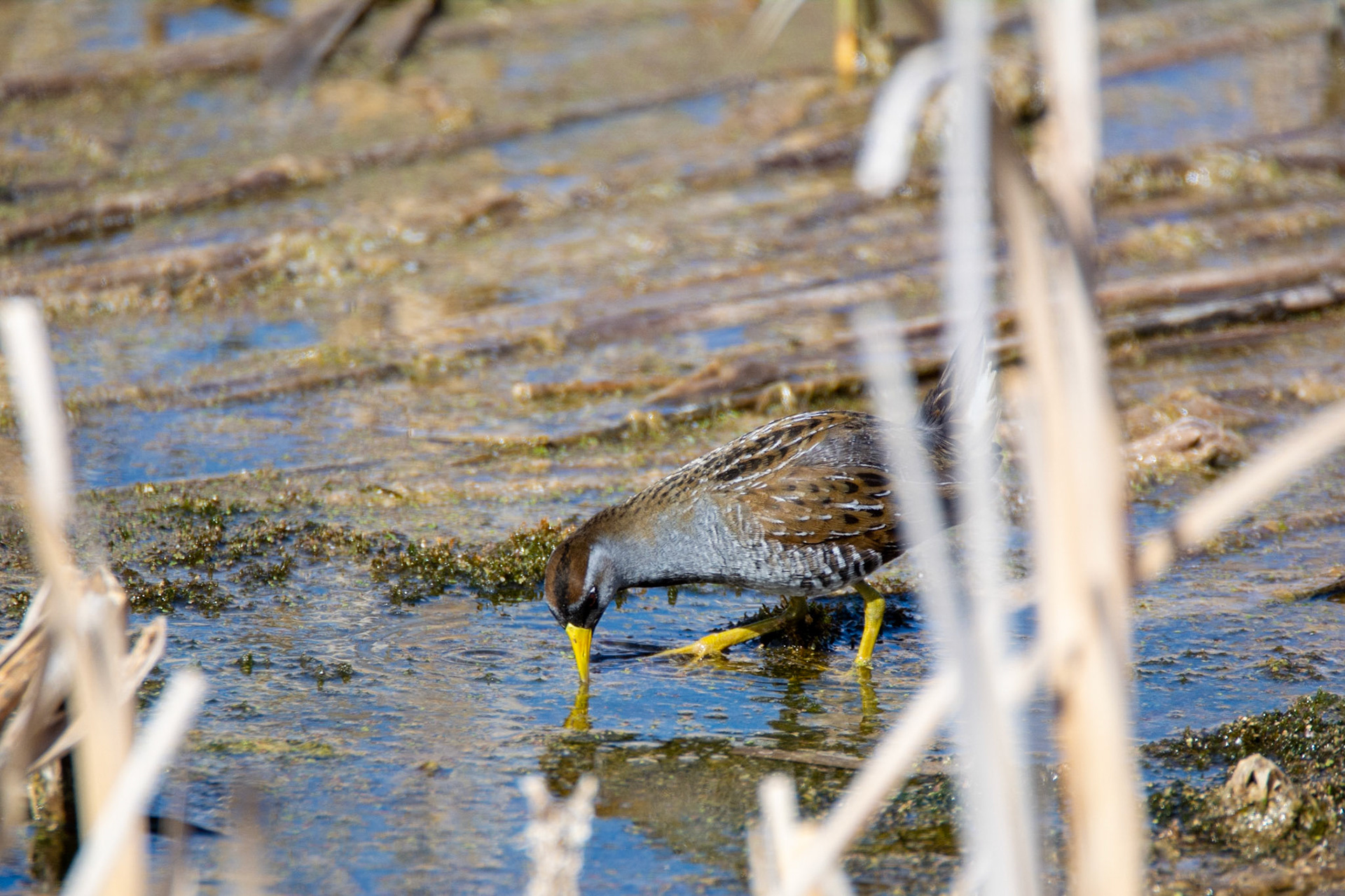 Sora, John E. Poole Boardwalk, Lois Hole Provincial Park