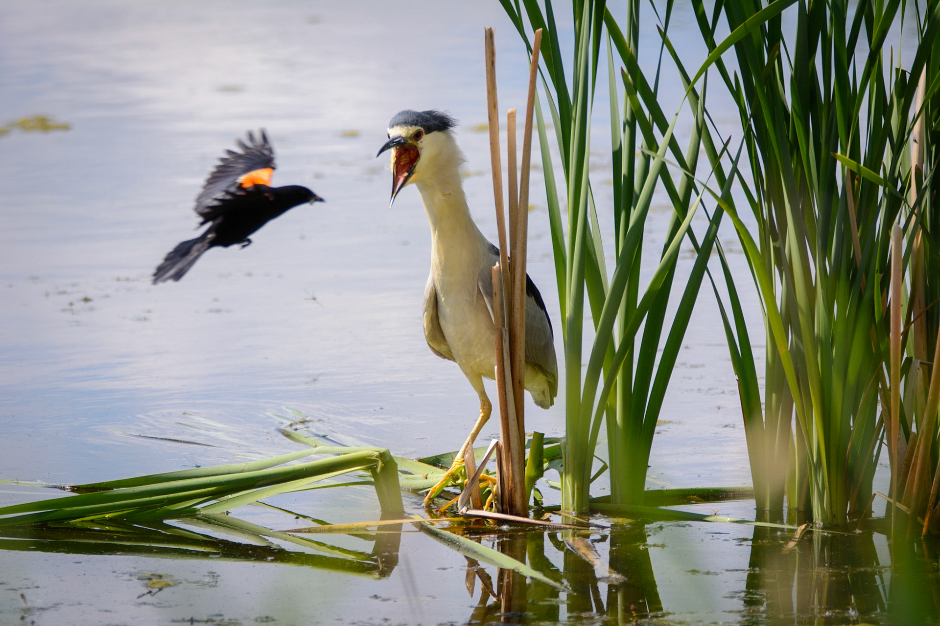 Red-winged Blackbird attempting to remove a Black-crowned Night-Heron from his nesting area.
