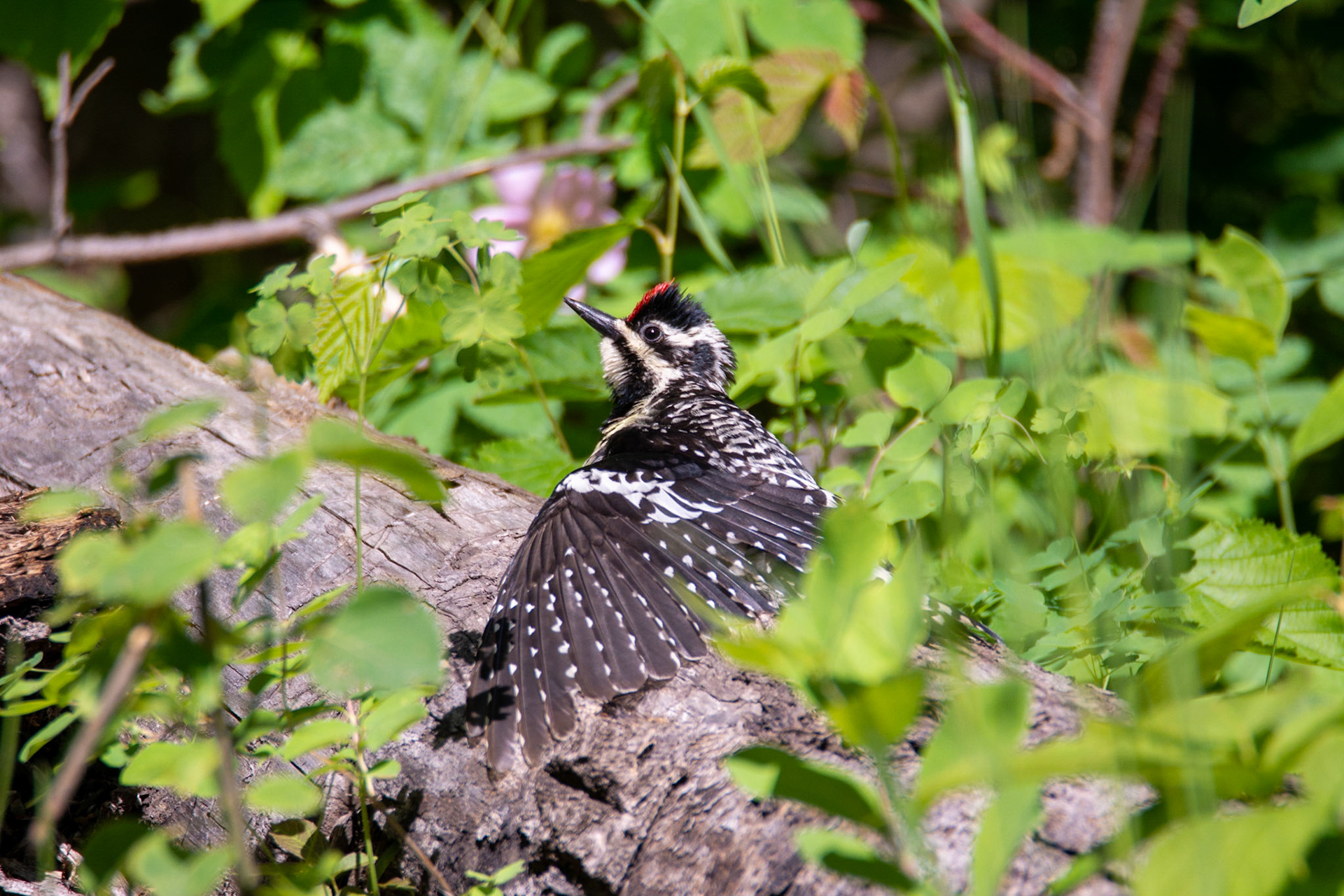 Yellow-bellied Sapsucker, female, Telford Lake