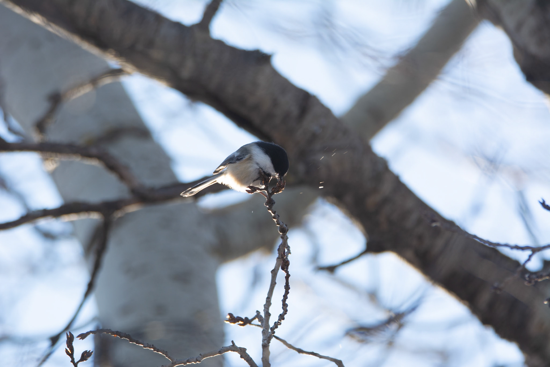 Black-capped Chickadee, Hawrelak Park, Edmonton