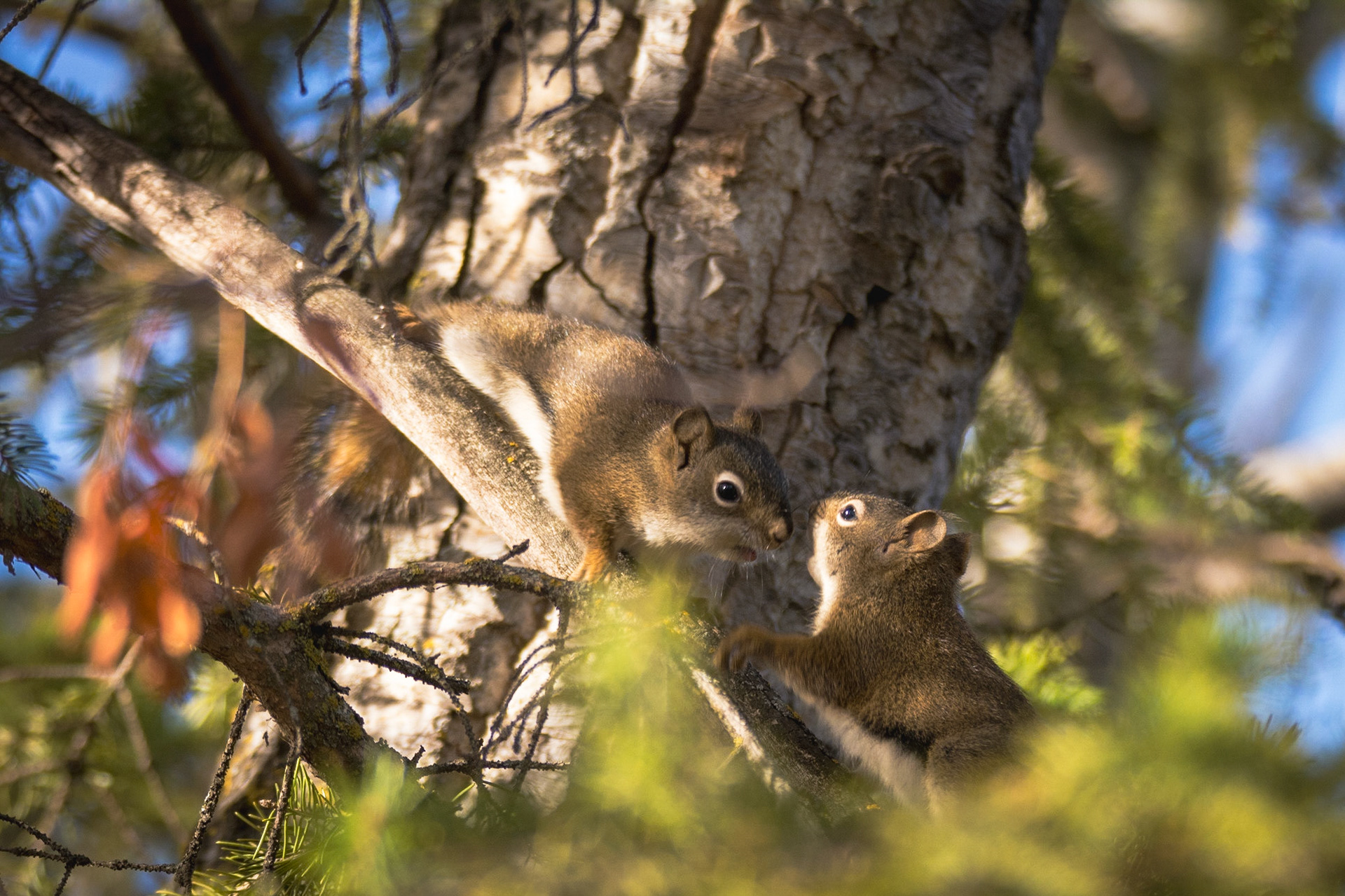 Red Squirrels, Hawrelak Park, Edmonton
