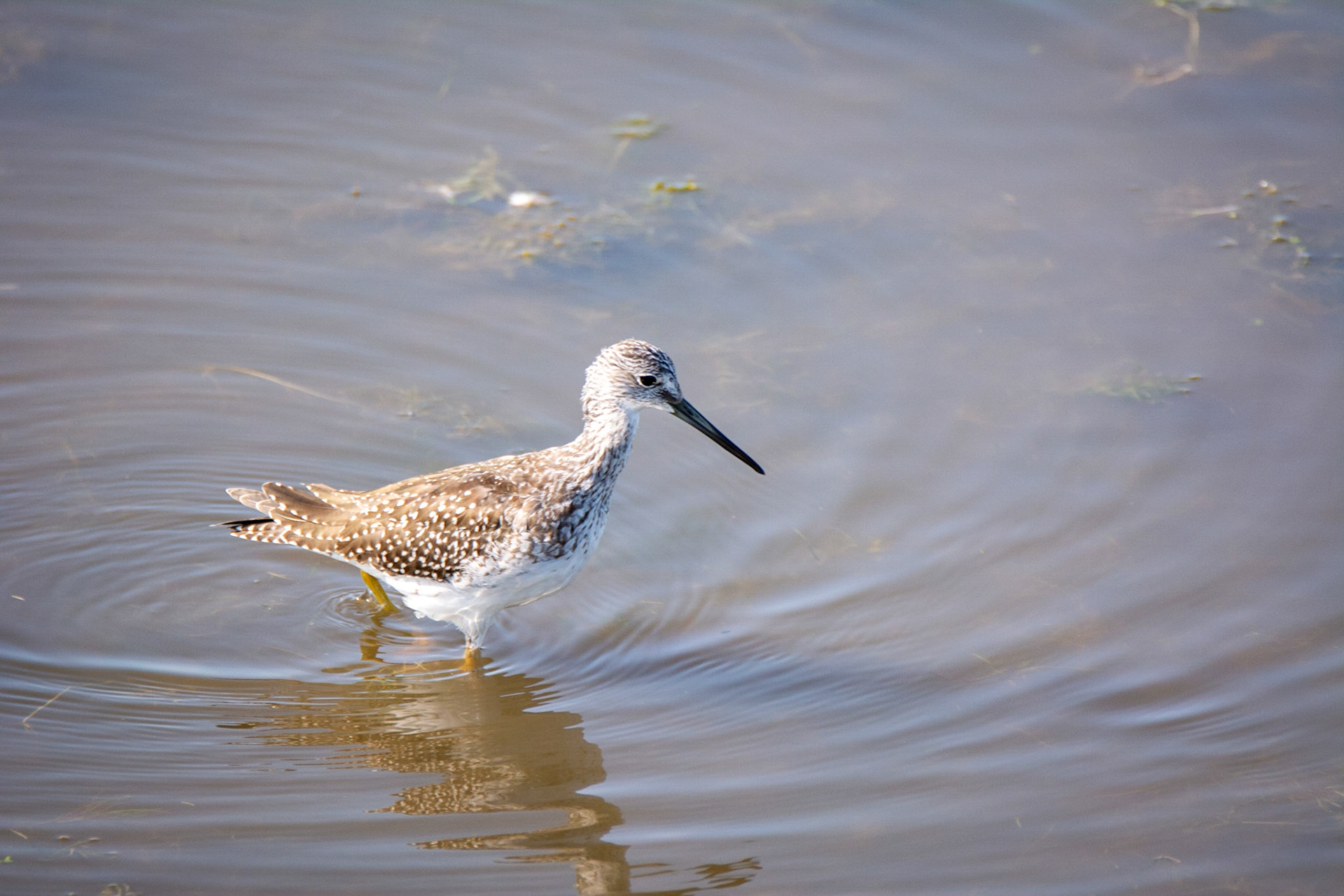 Solitary Sandpiper
