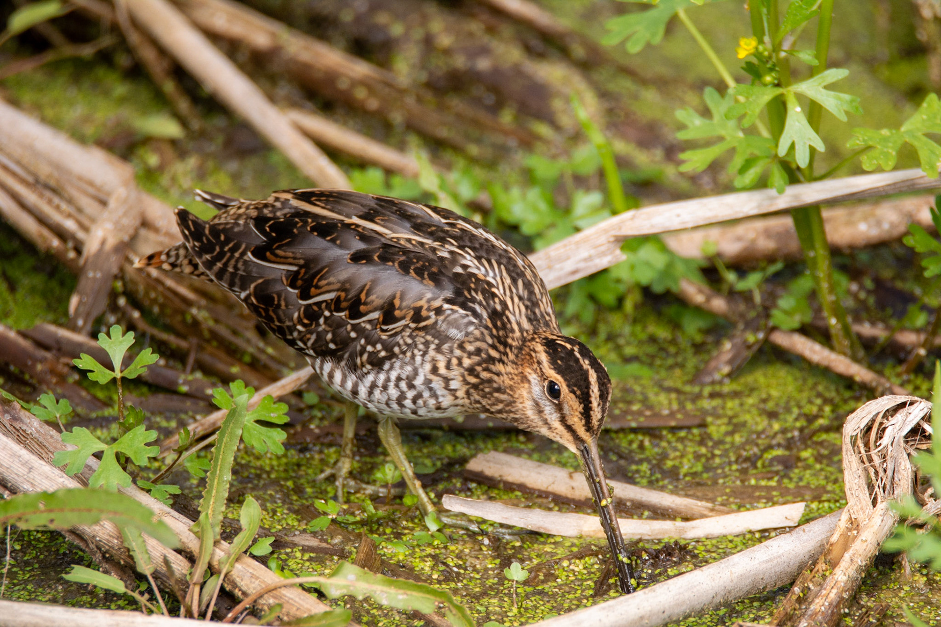Wilson's Snipe